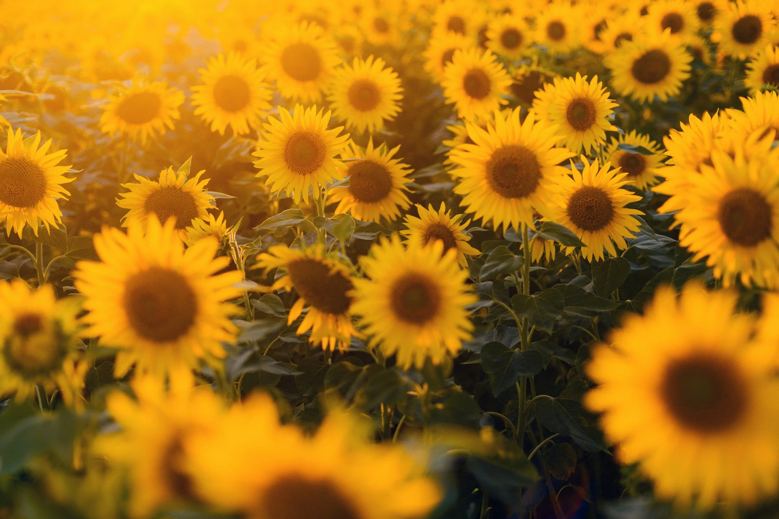 Inspiration - The Untapped Advantage