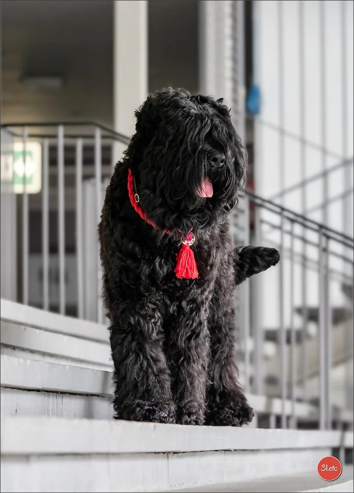 Uka-Universelle Junon