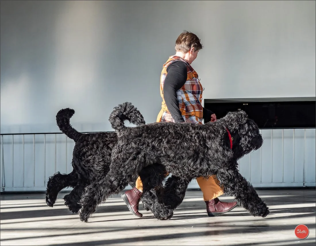légèreté et puissance de terriers noirs russes Charme des Etoiles
