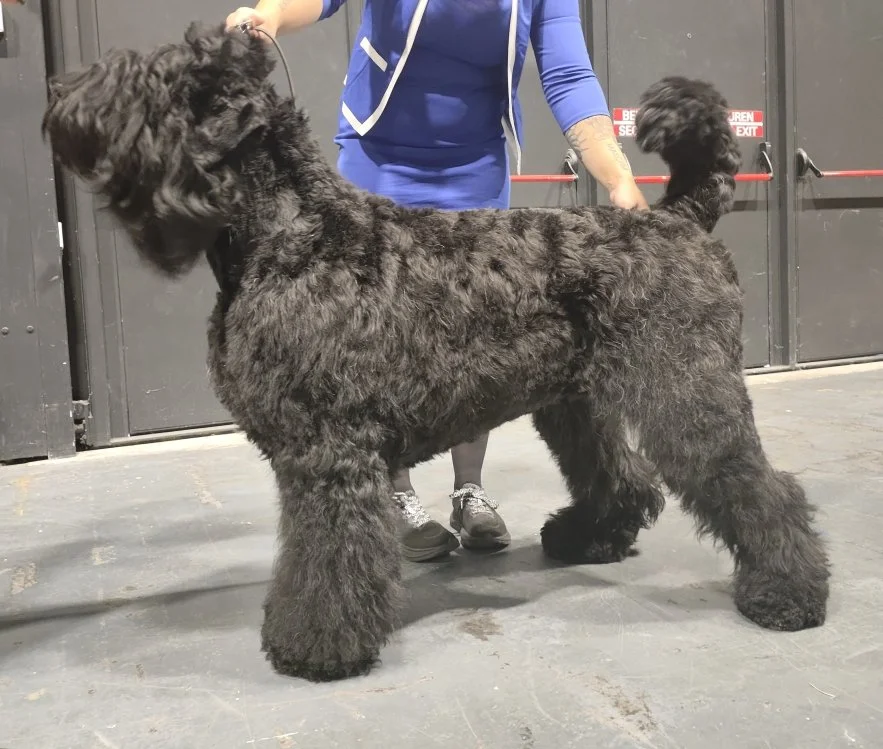 Universelle Junon Charme Des Etoiles (Uka)