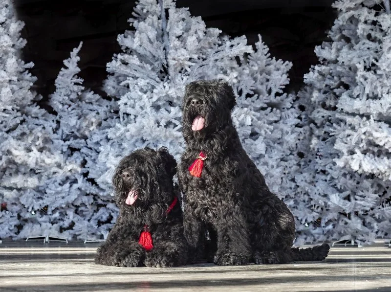 Uka est toujours en alerte