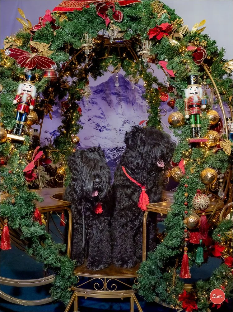 Ukterriers noirs russesa et Usson