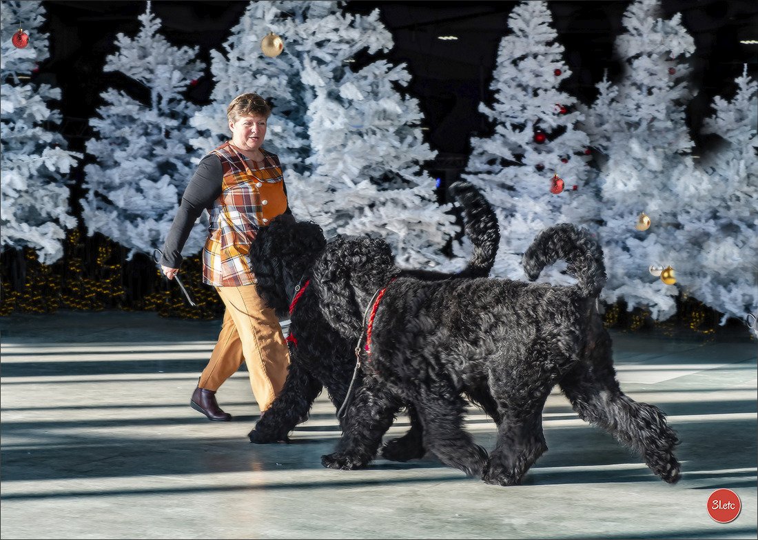 Bruxelles Dog Show terriers noirs russes