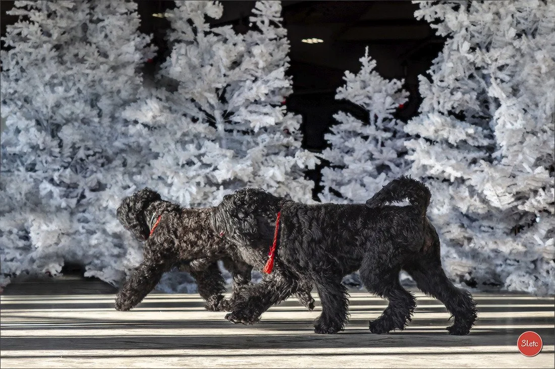 frère et sœur- terriers noirs russes