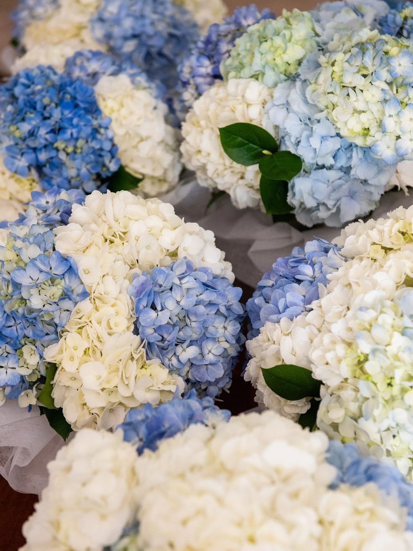 Classic coastal blue and white hydrangeas PLUS lemons? Yes please! Such a joy to work with Kayla, Anthony and their families on both their rehearsal dinner and wedding day flowers. Such a smiley, grateful group - thank you again for having me be a pa