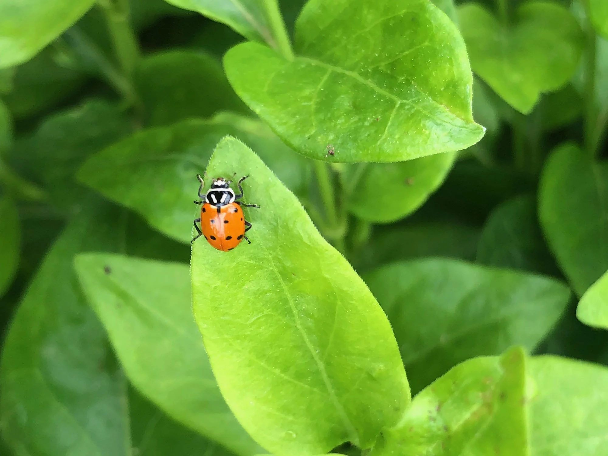 “I’m Limited …”