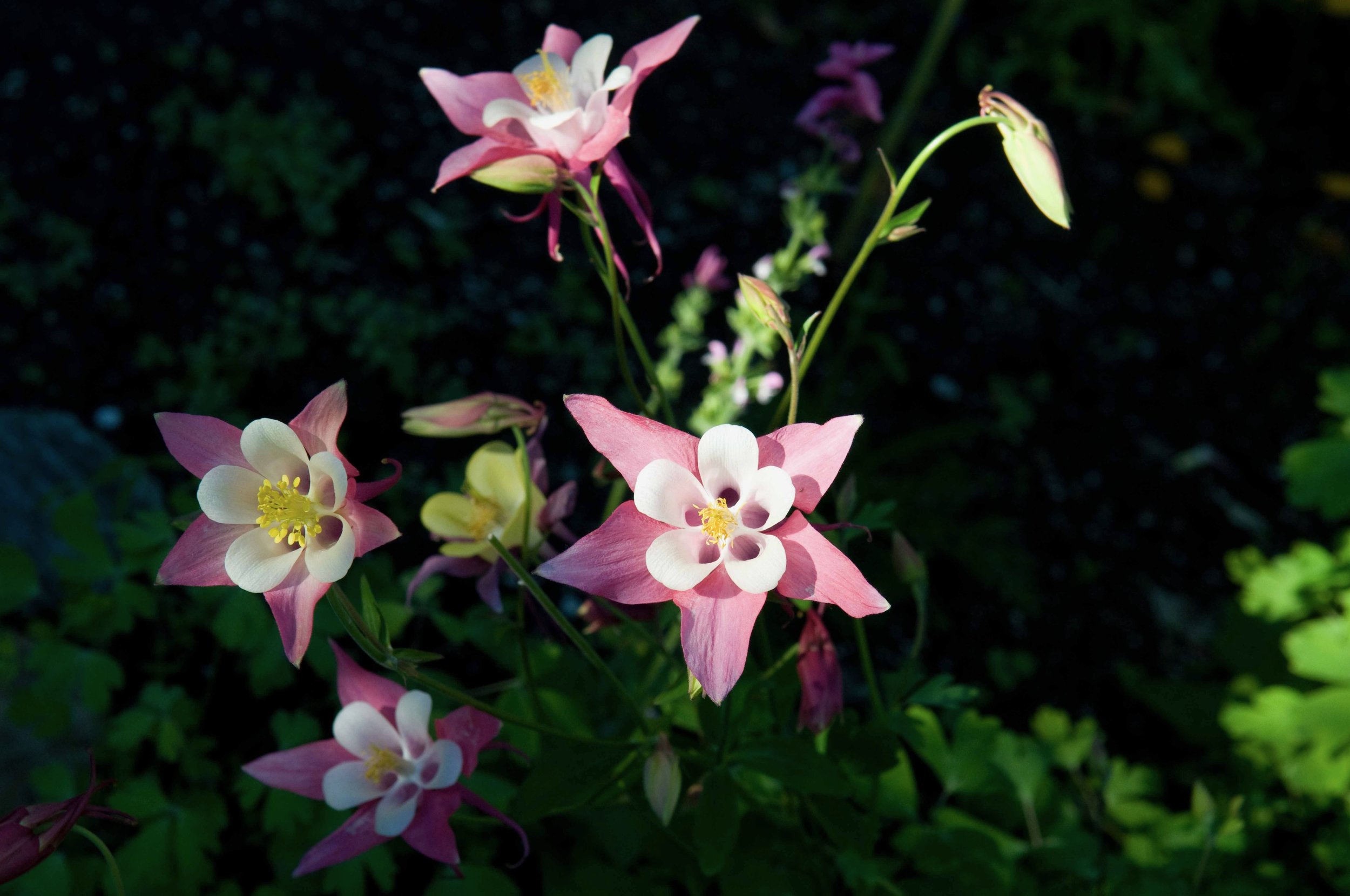 DSC_0934.jpeg