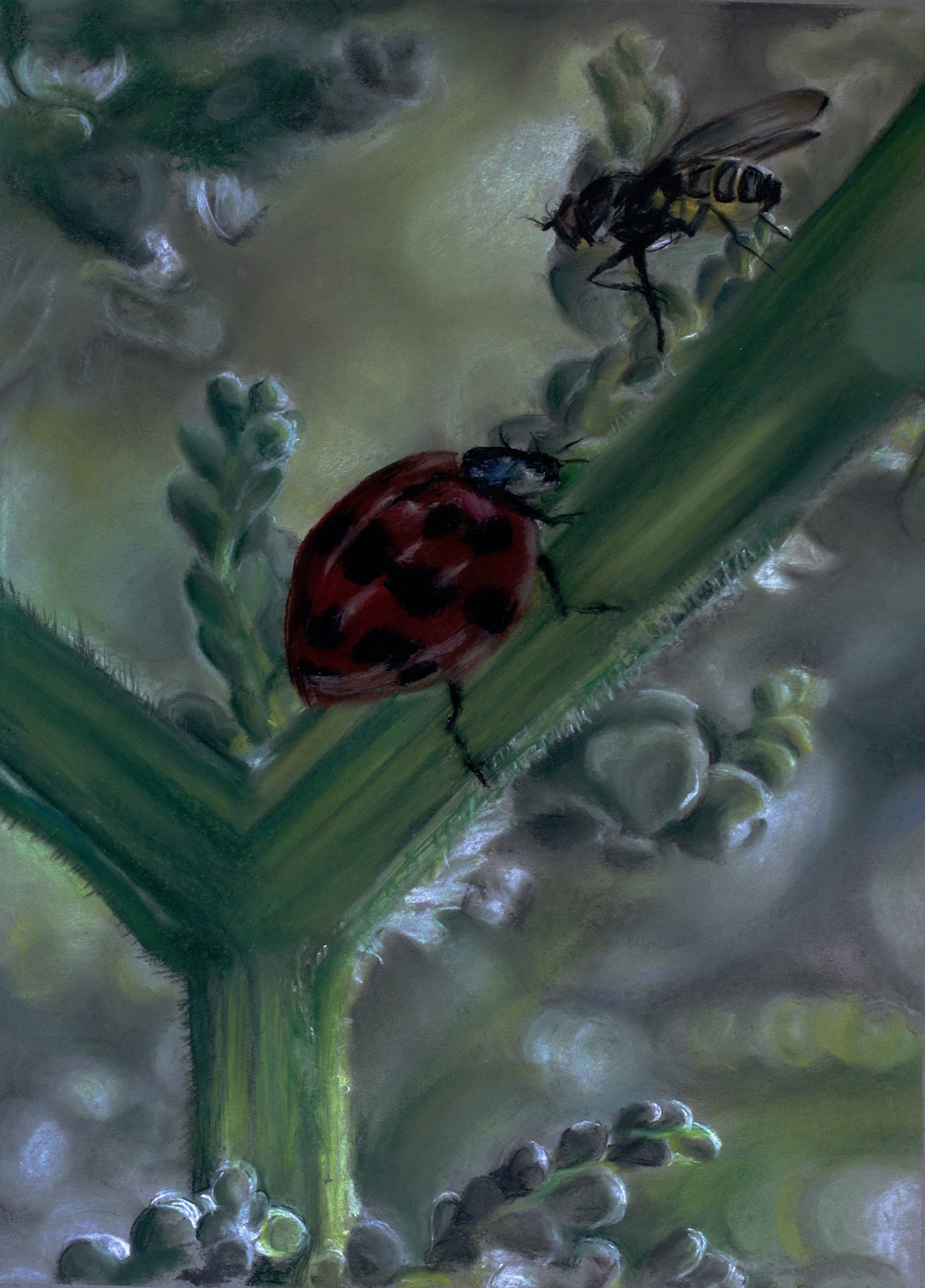 Lady Bug and Fly on Fleeceflower, 2024, Chalk Pastels, 24” x 18”