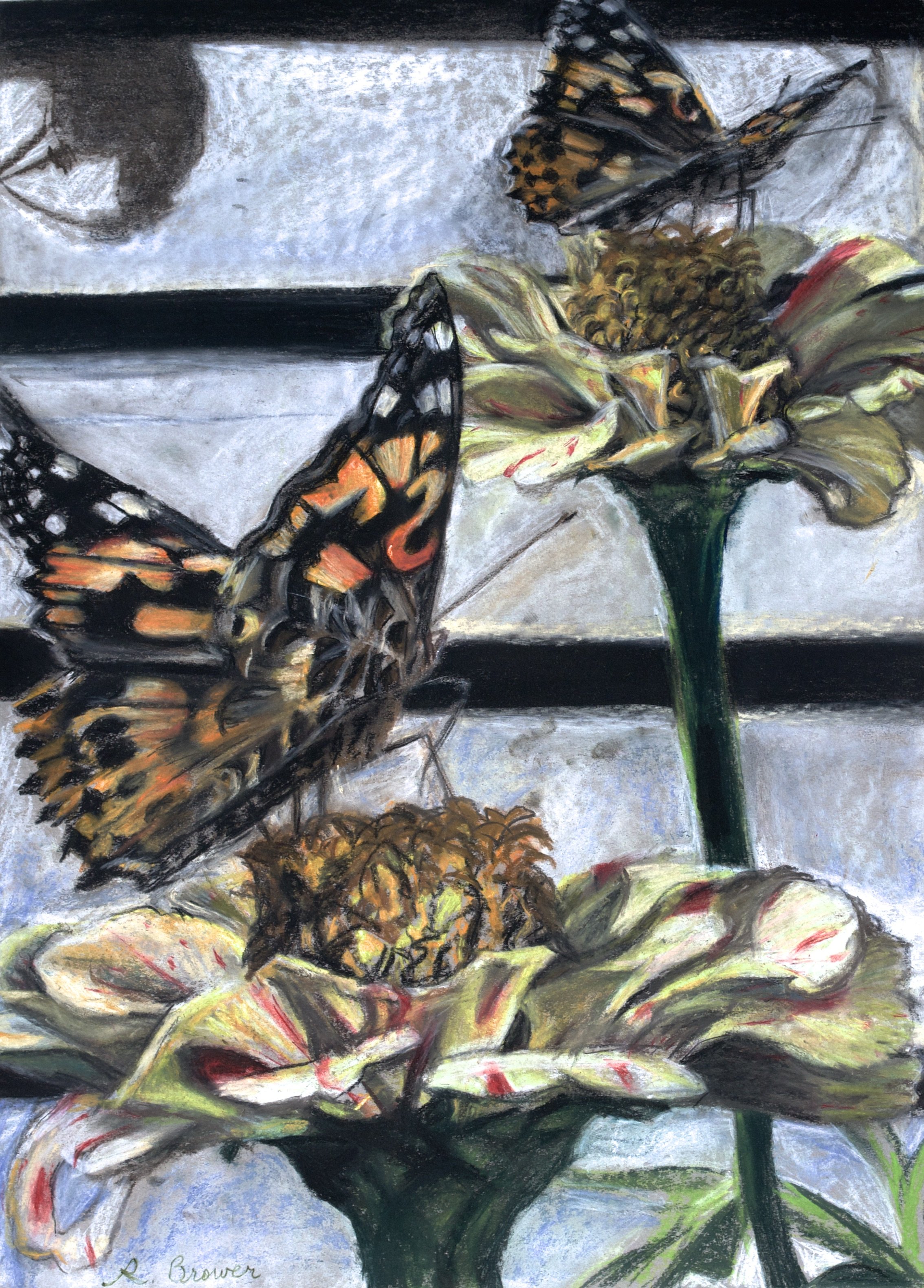 Pair of Painted Ladies, 2024, Chalk Pastels, 24” x 18”