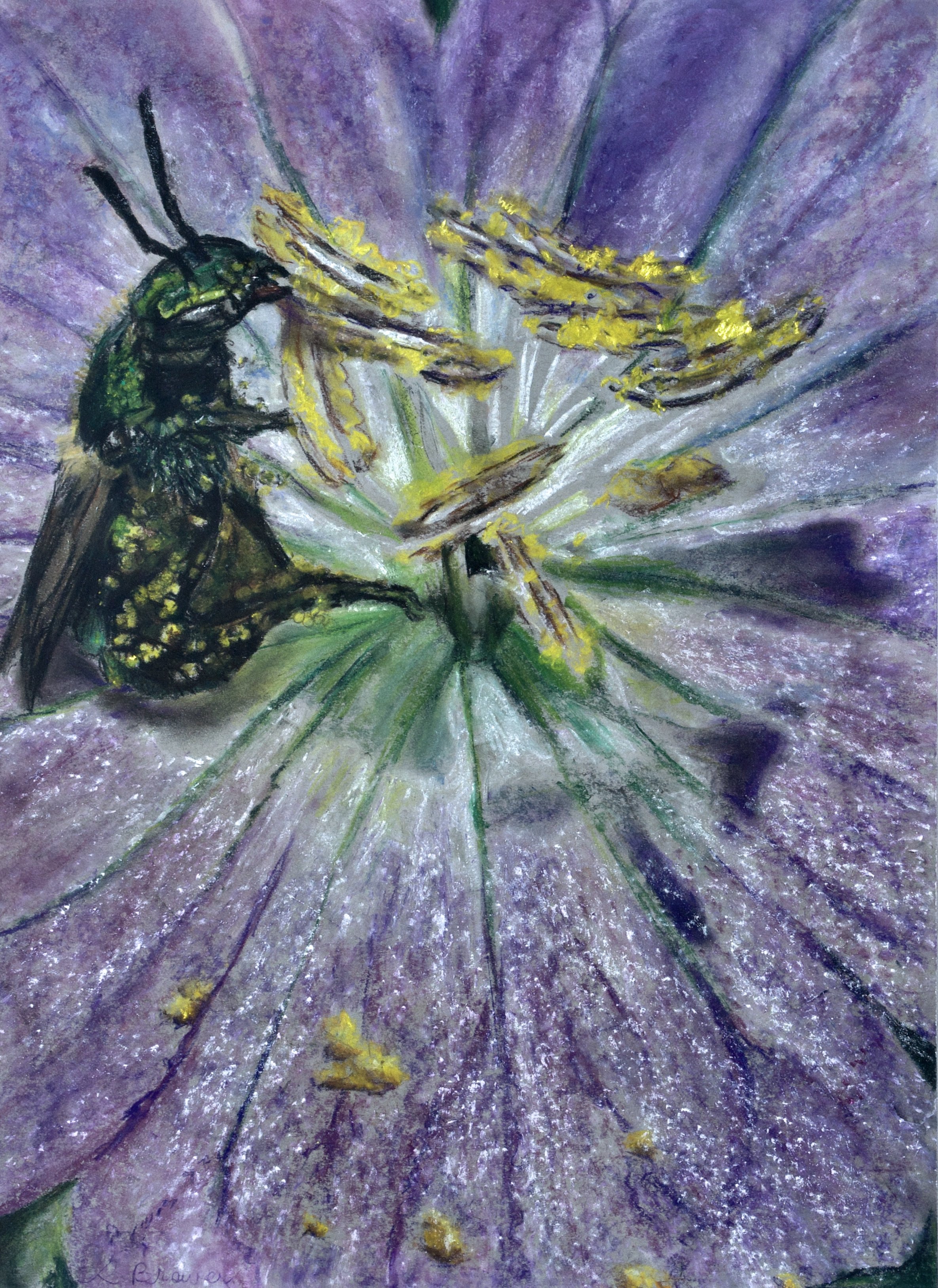 Sweat Bee on Geranium, 2024, Chalk Pastels, 24” x 18”