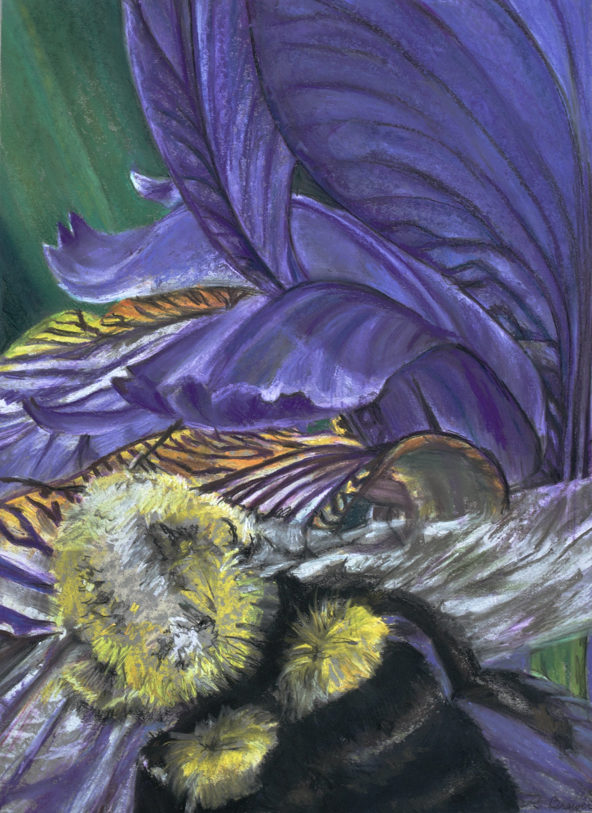 Bee on Purple Iris, 2024, Chalk Pastels, 24” x 18”