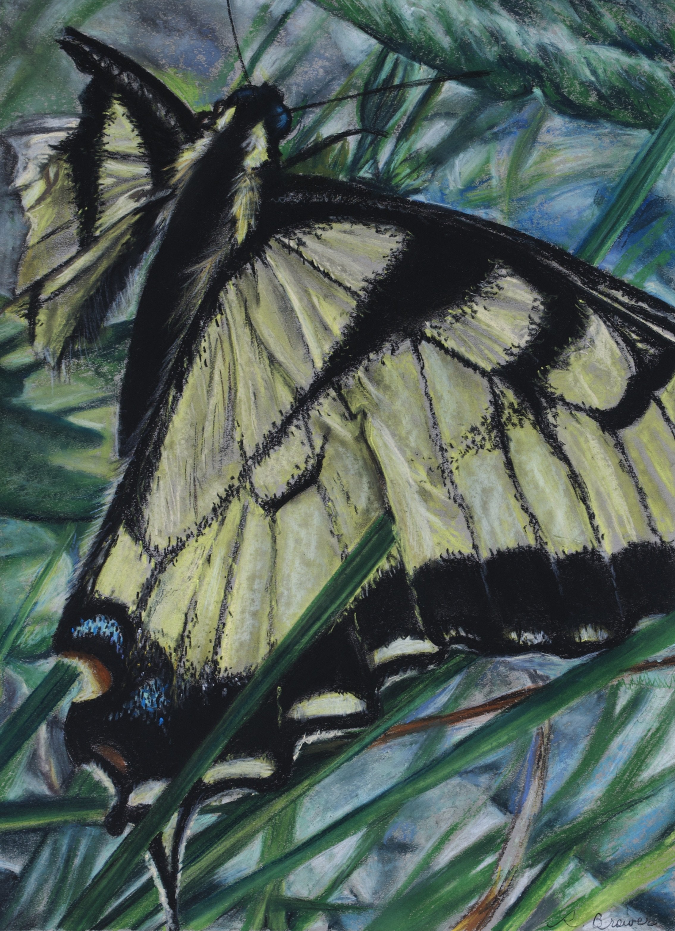 Swallowtail with Torn Wing, 2024, Chalk Pastels, 24” x 18”