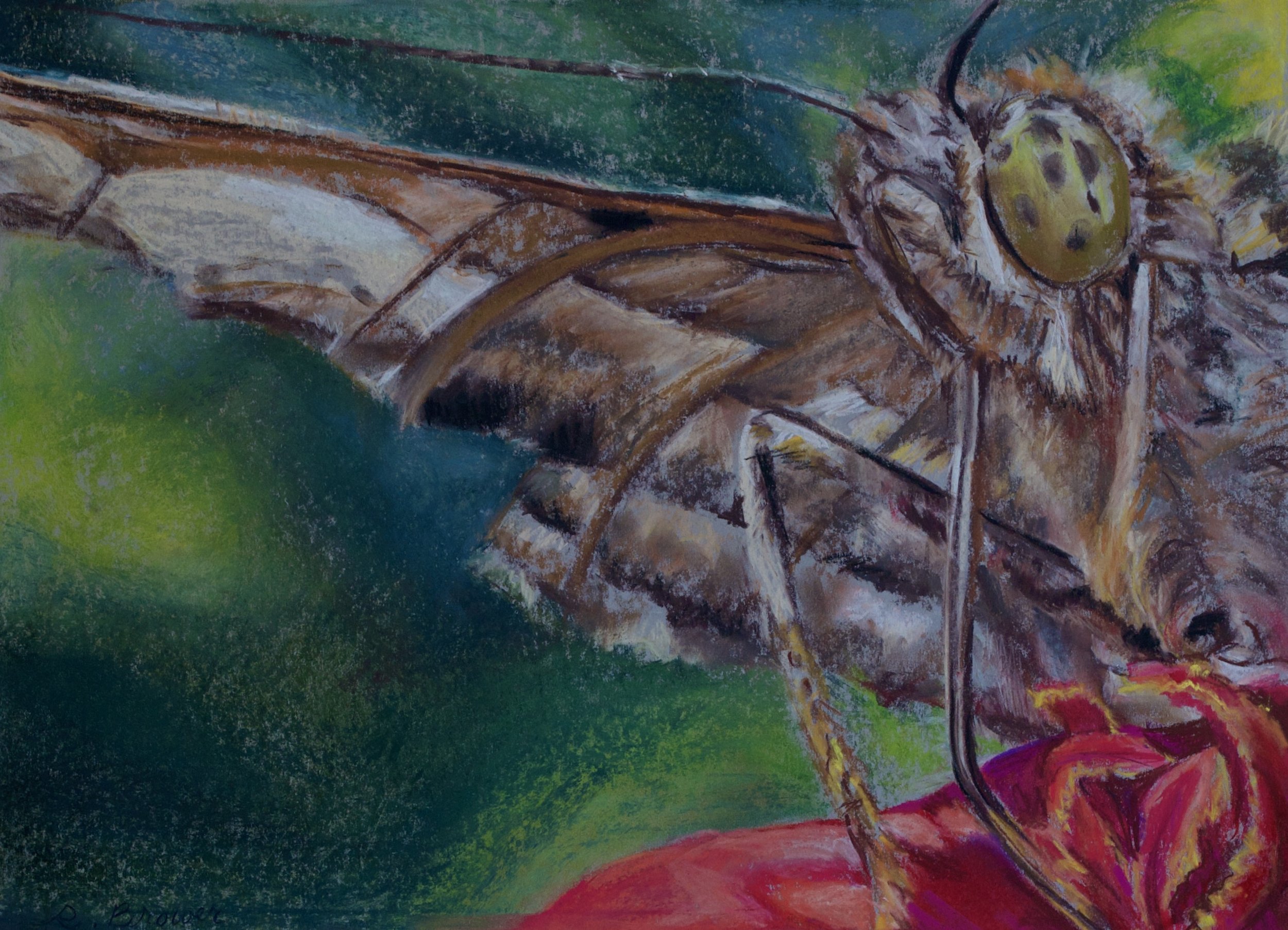 Longtail Skipper, 2024, Chalk Pastels, 18” x 24”