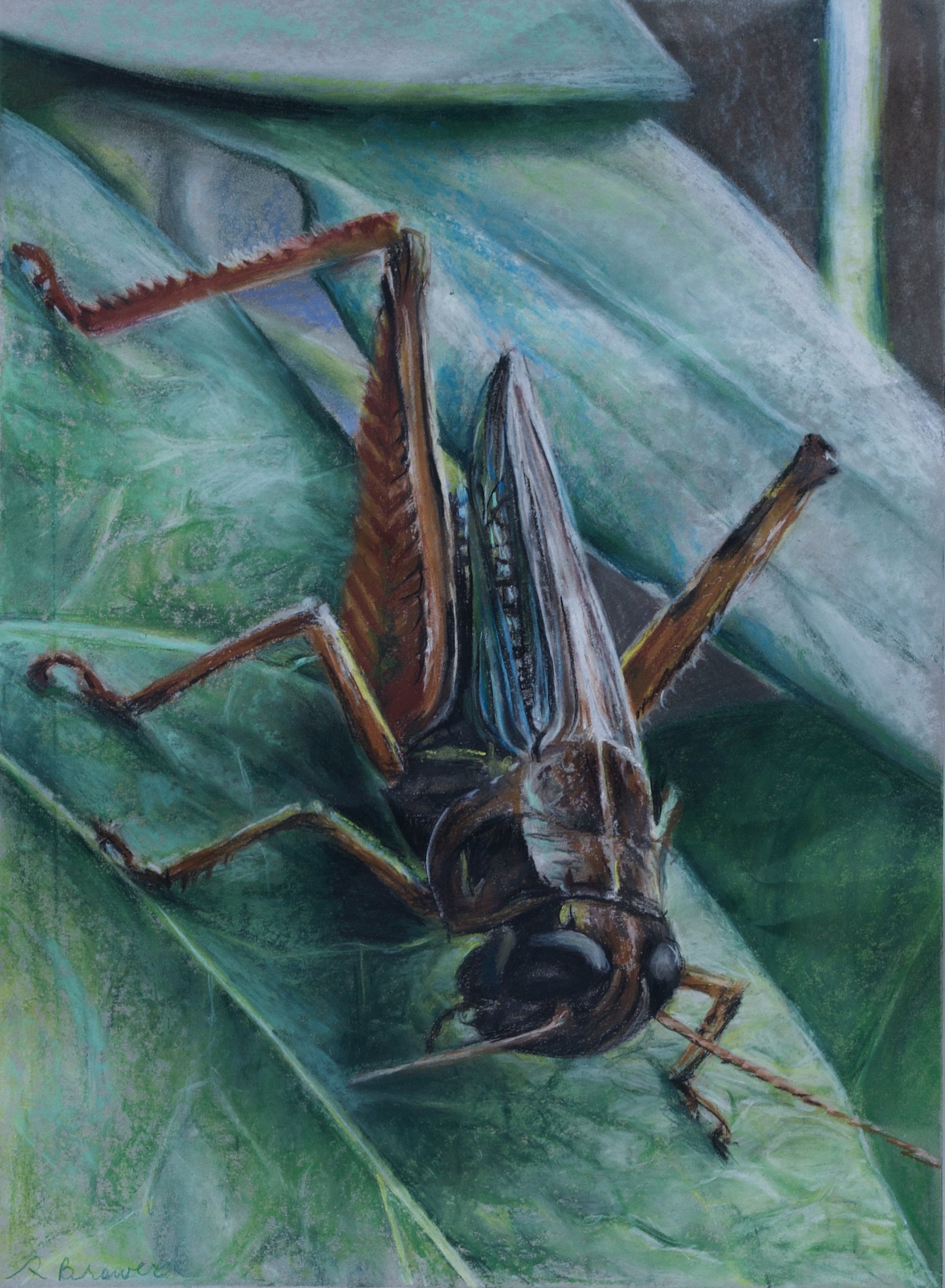 Grasshopper, 2024, Chalk Pastels, 24” x 18”