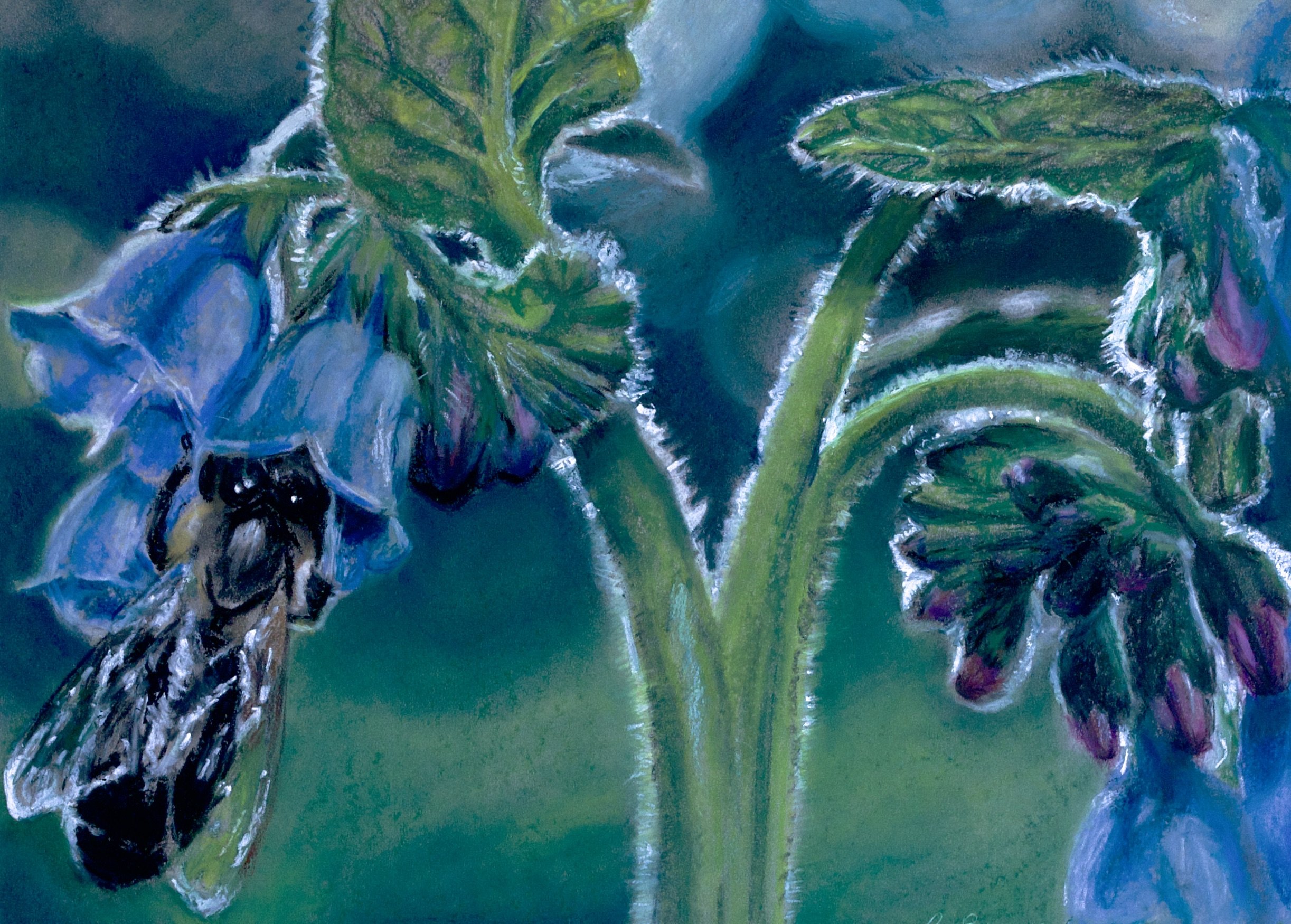 Bee on Blue Comphrey, 2024, Chalk Pastels, 18” x 24”