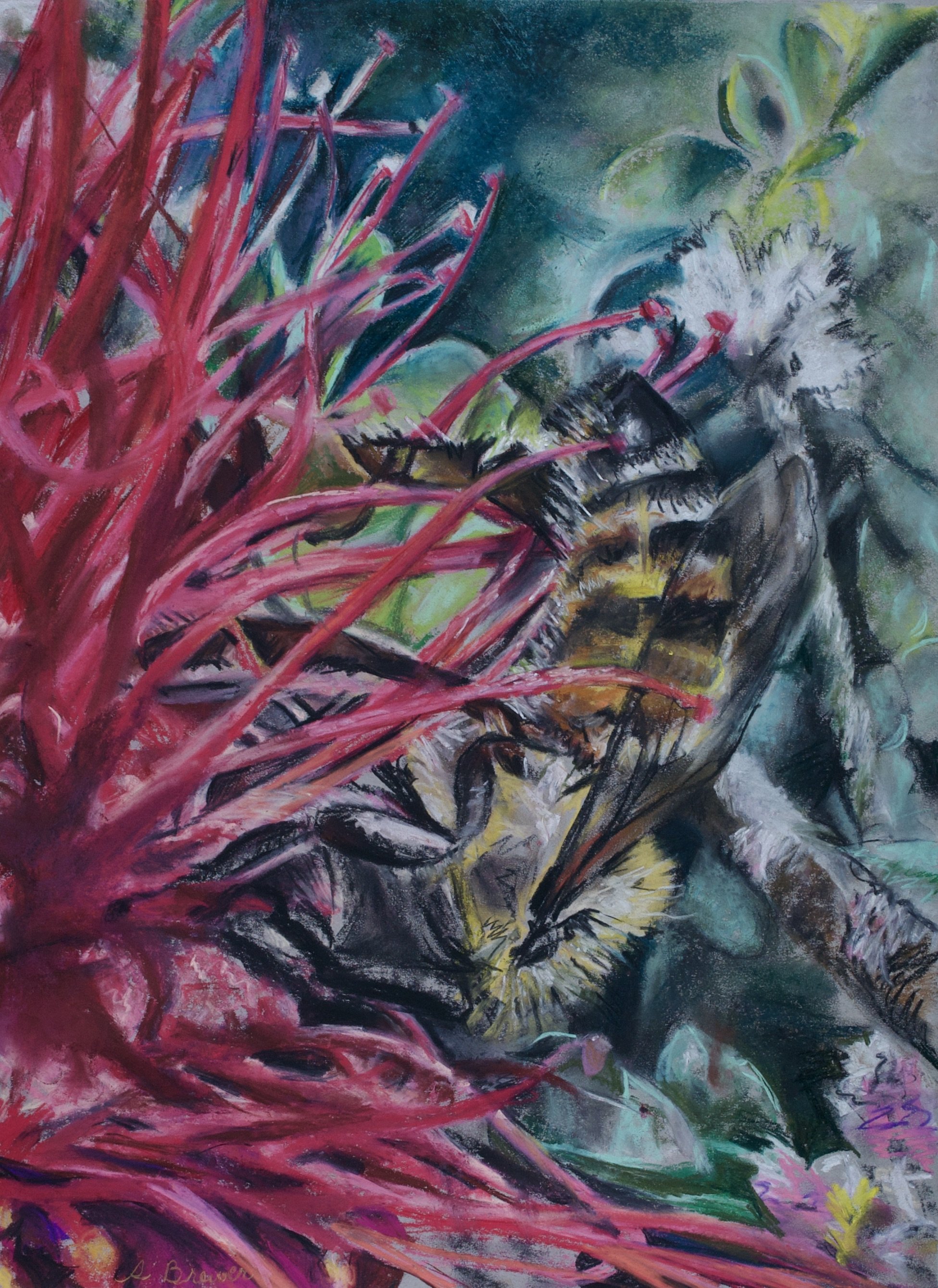 Bee on Bottlebrush, 2024, Chalk Pastels, 24” x 18”