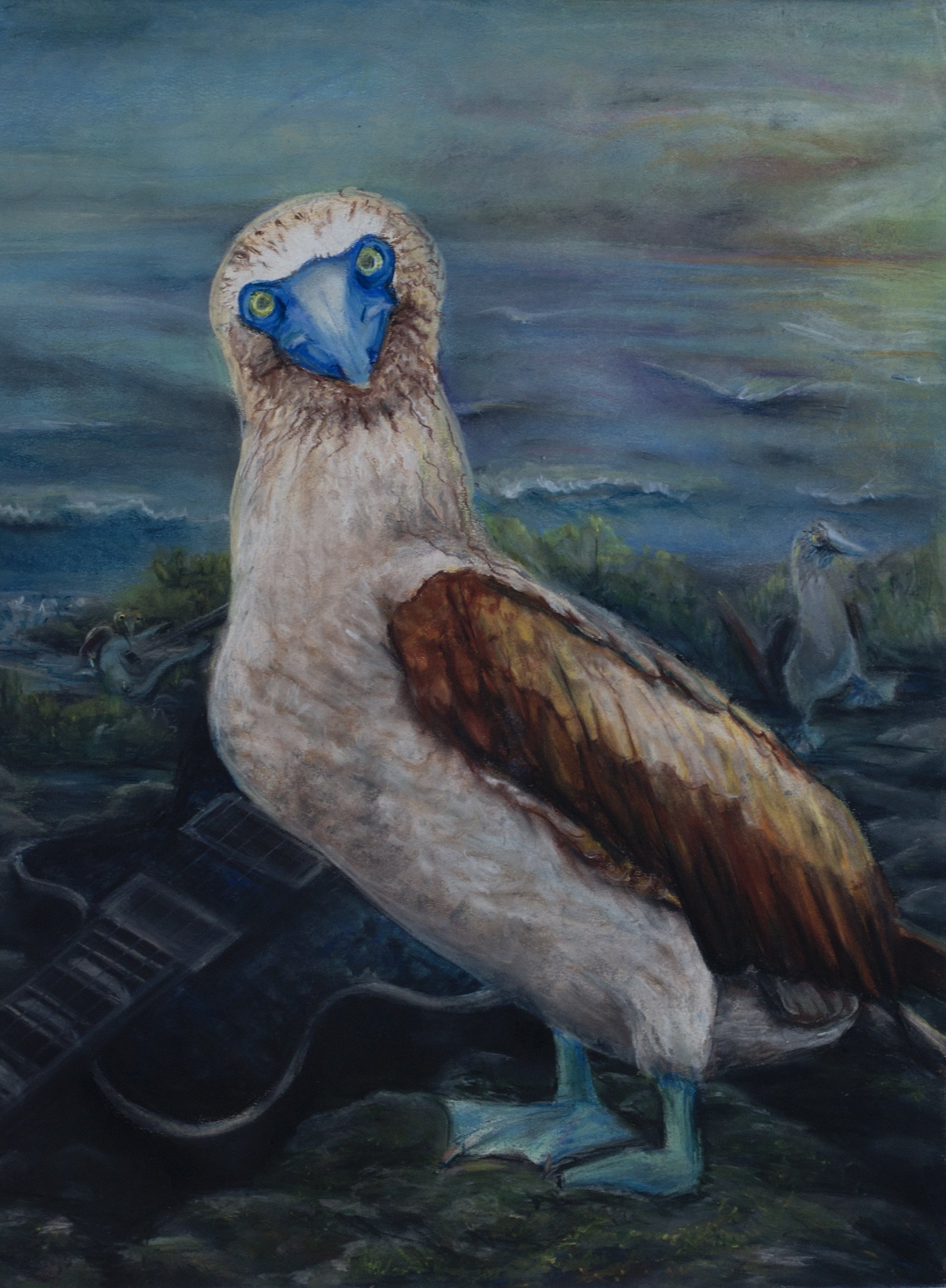 Blue Footed Boobies, 2023, Chalk Pastels, 24” x 18”