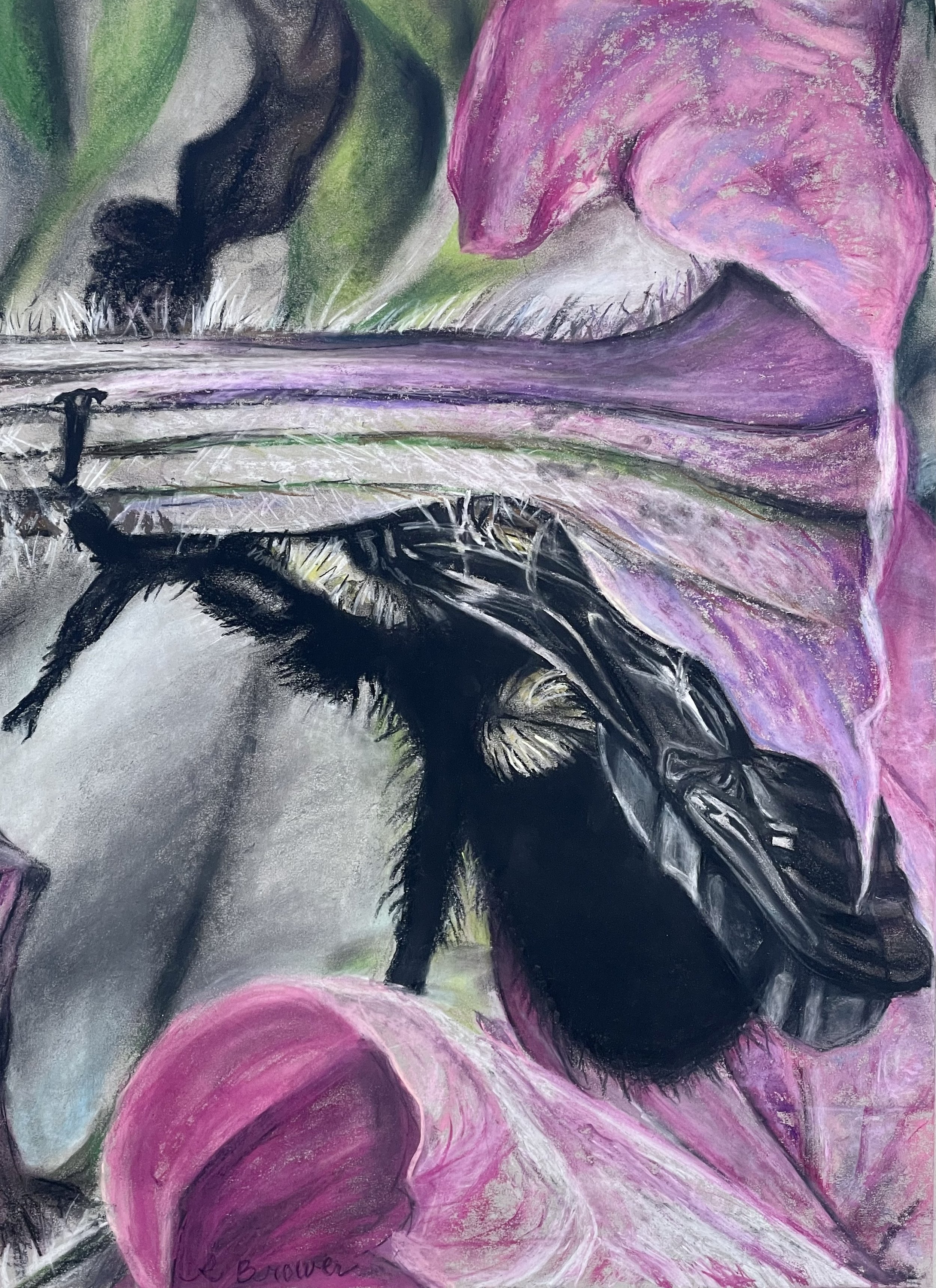 Bee on Pink Petunia, 2024, Chalk Pastels, 24” x 18”