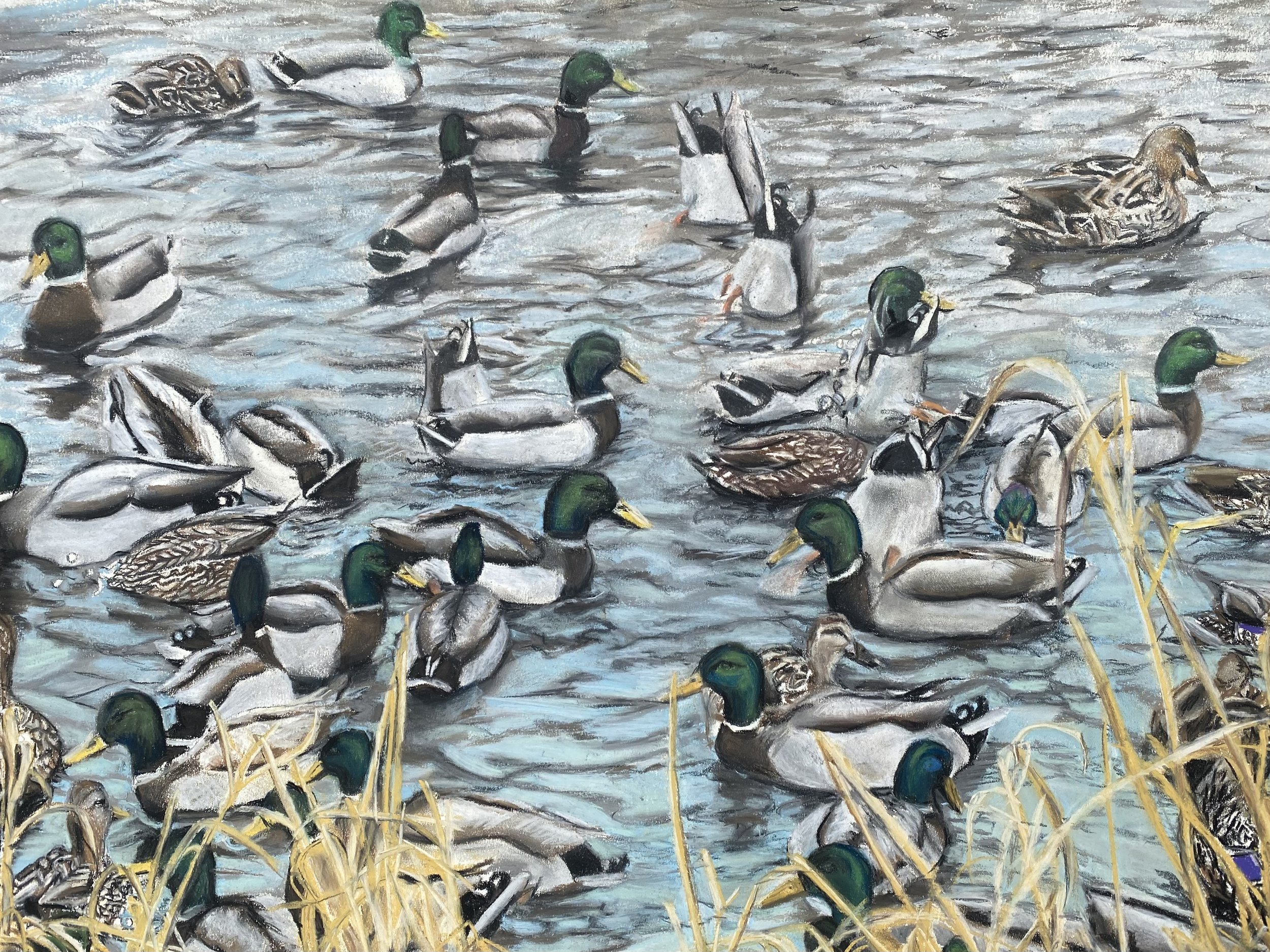 Ducks and Ducks and Ducks and Ducks, 2023, Chalk Pastels, 18” x 24”