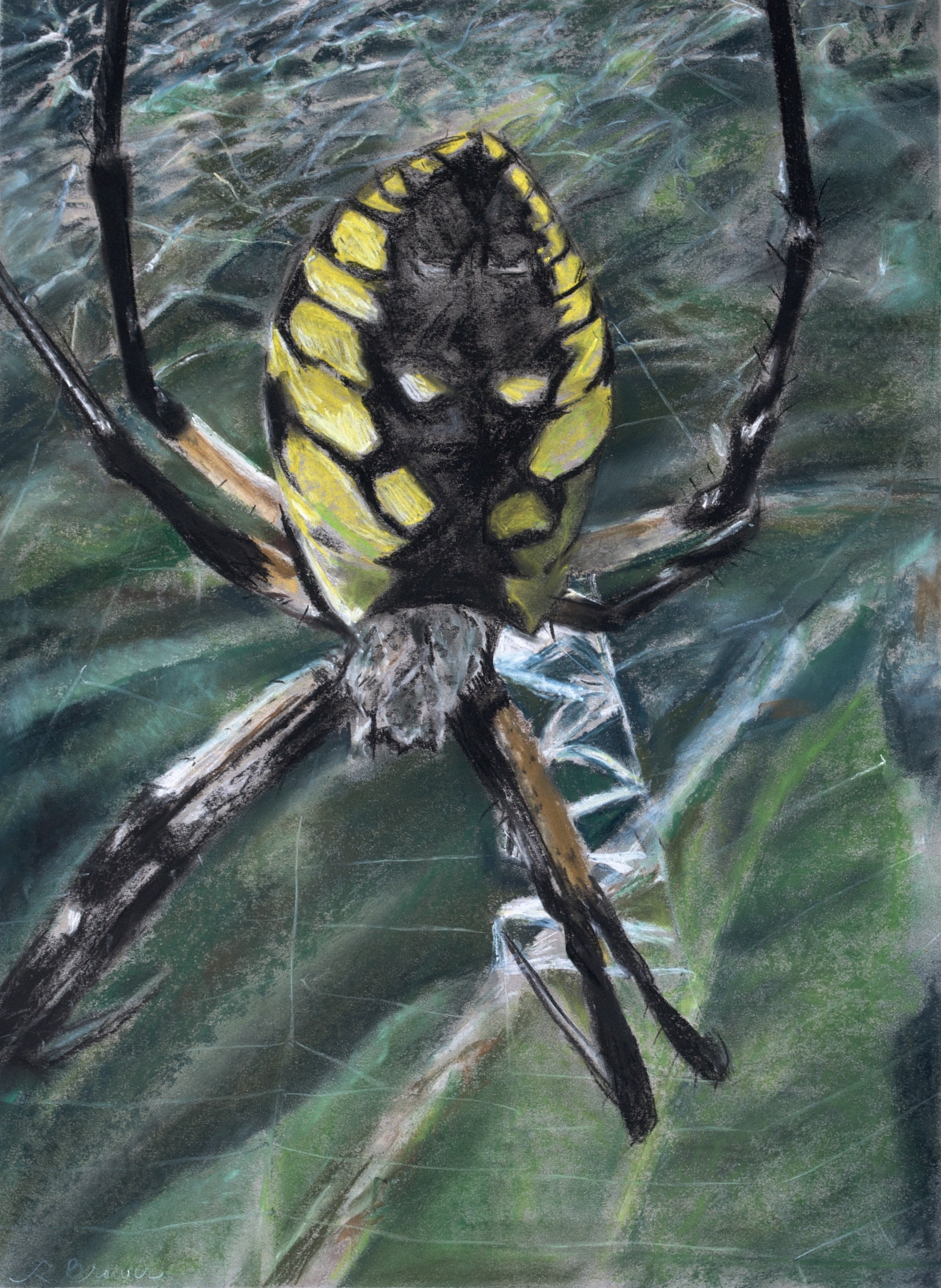 Orb Weaver, 2024, Chalk Pastels, 24” x 18”