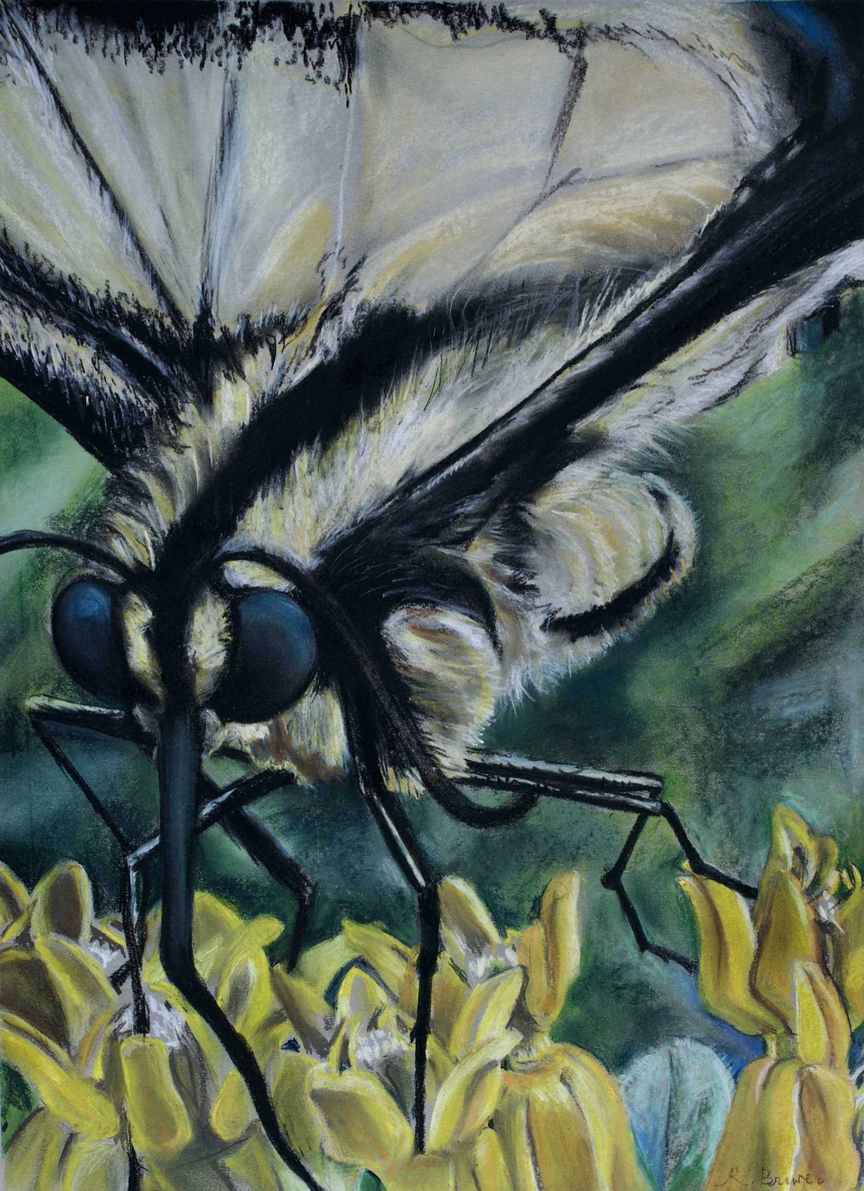 Swallowtail on Yellow Asclepius, 2024, Chalk Pastels, 24” x 18”