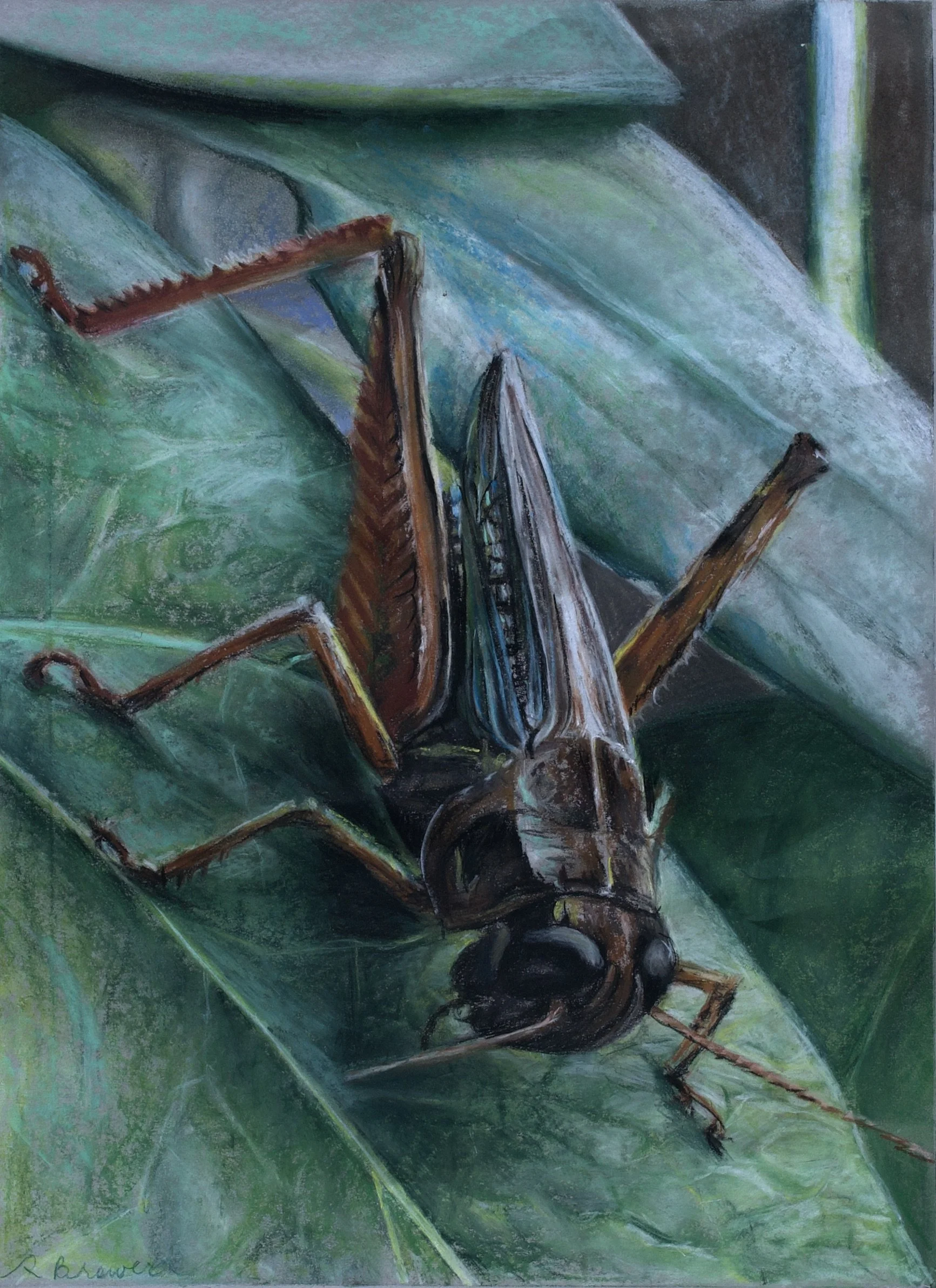 RBrower- Grasshopper.jpeg
