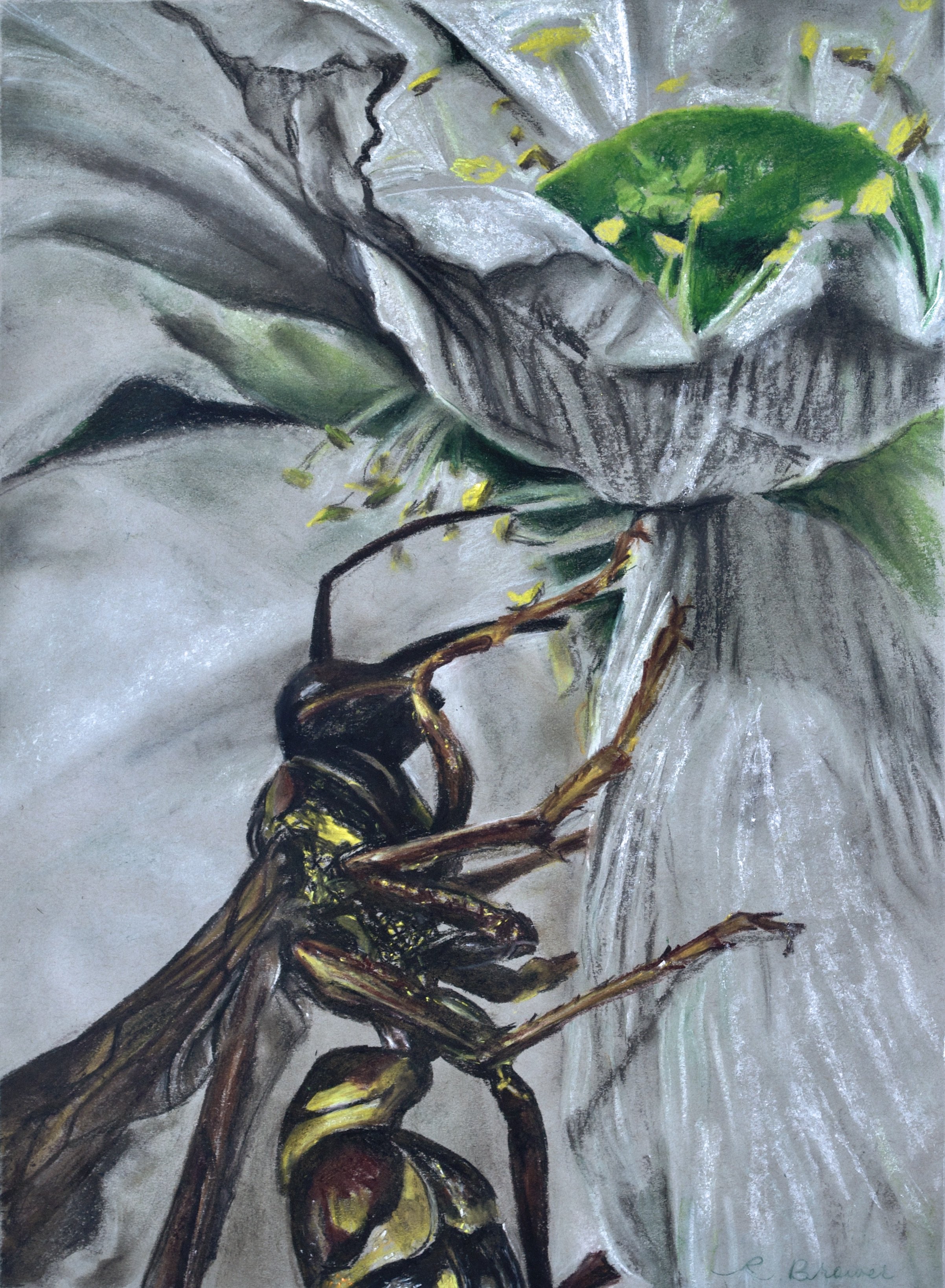 Wasp on Pearl Bush, 2024, Chalk Pastels, 24” x 18”