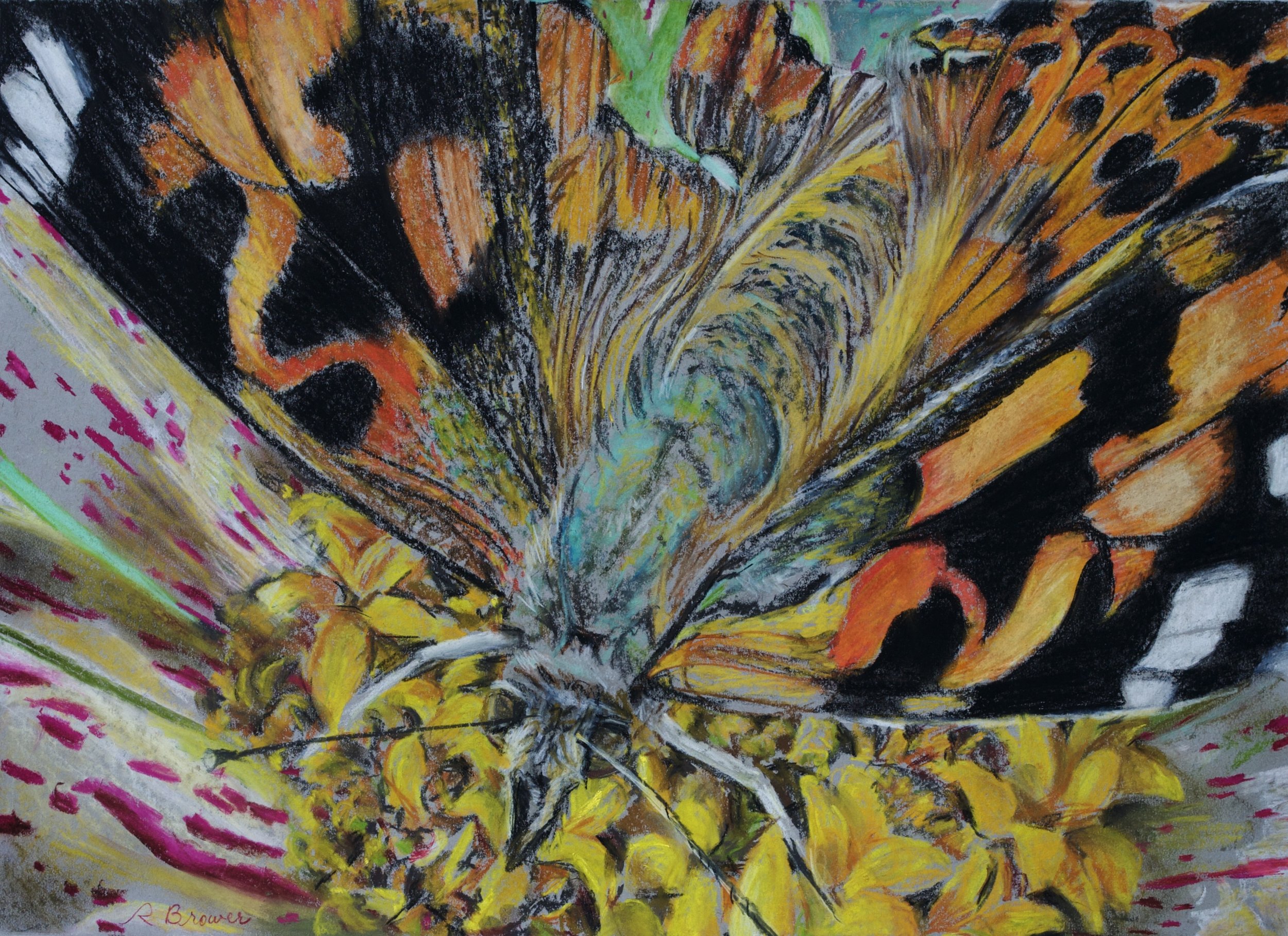 Painted Lady on Zinnia, 2024, Chalk Pastels, 24” x 18”