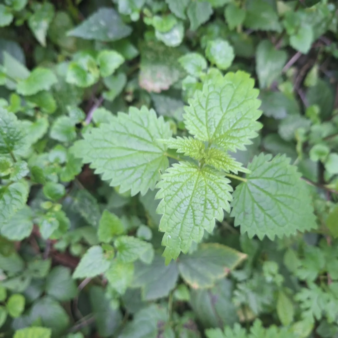 The Nettles are coming!  We are getting close... ZIVA Nettle Lasagne and Nettle Pesto coming soon....

Keep checking back on our pre-order page, link in bio.

See you this weekend at all 3 markets with so many other yummy foods!

Proctor on Saturday 