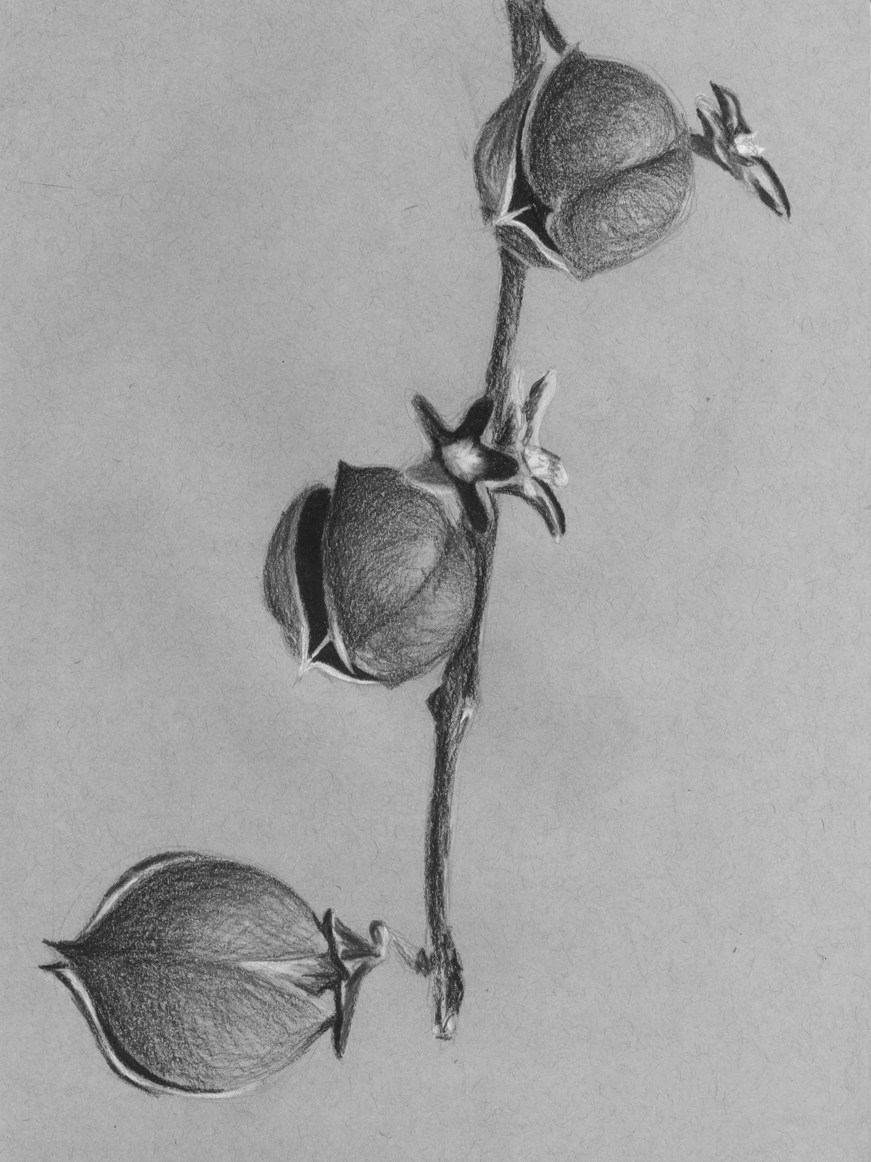 Conceptual Study