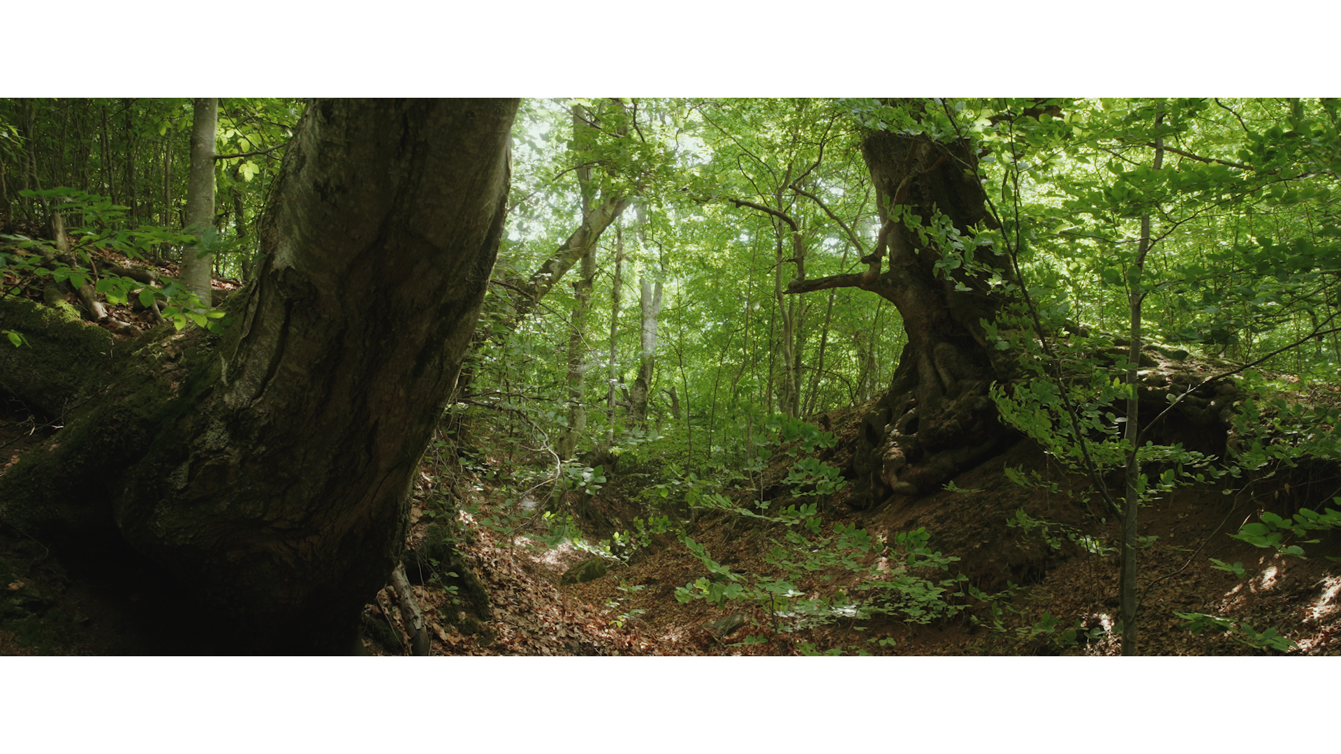 Wild East_Still 03.png