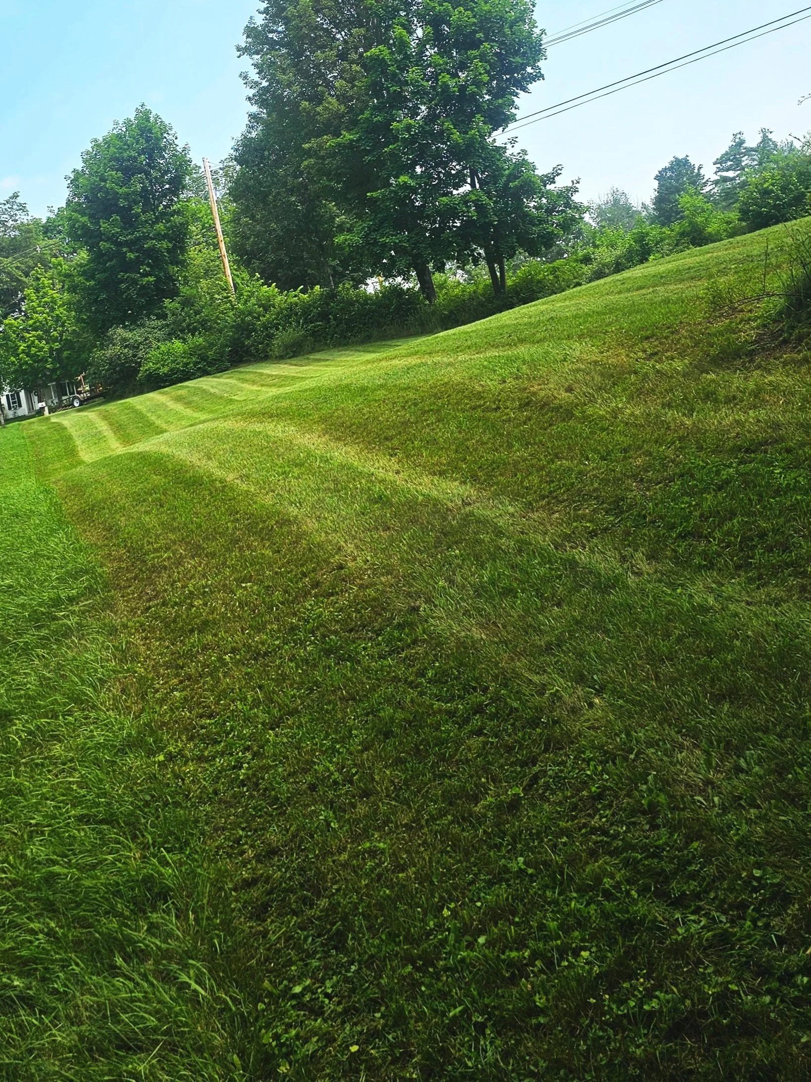Freshly mowed lawn with striped patterns, surrounded by trees and shrubs under a clear sky.