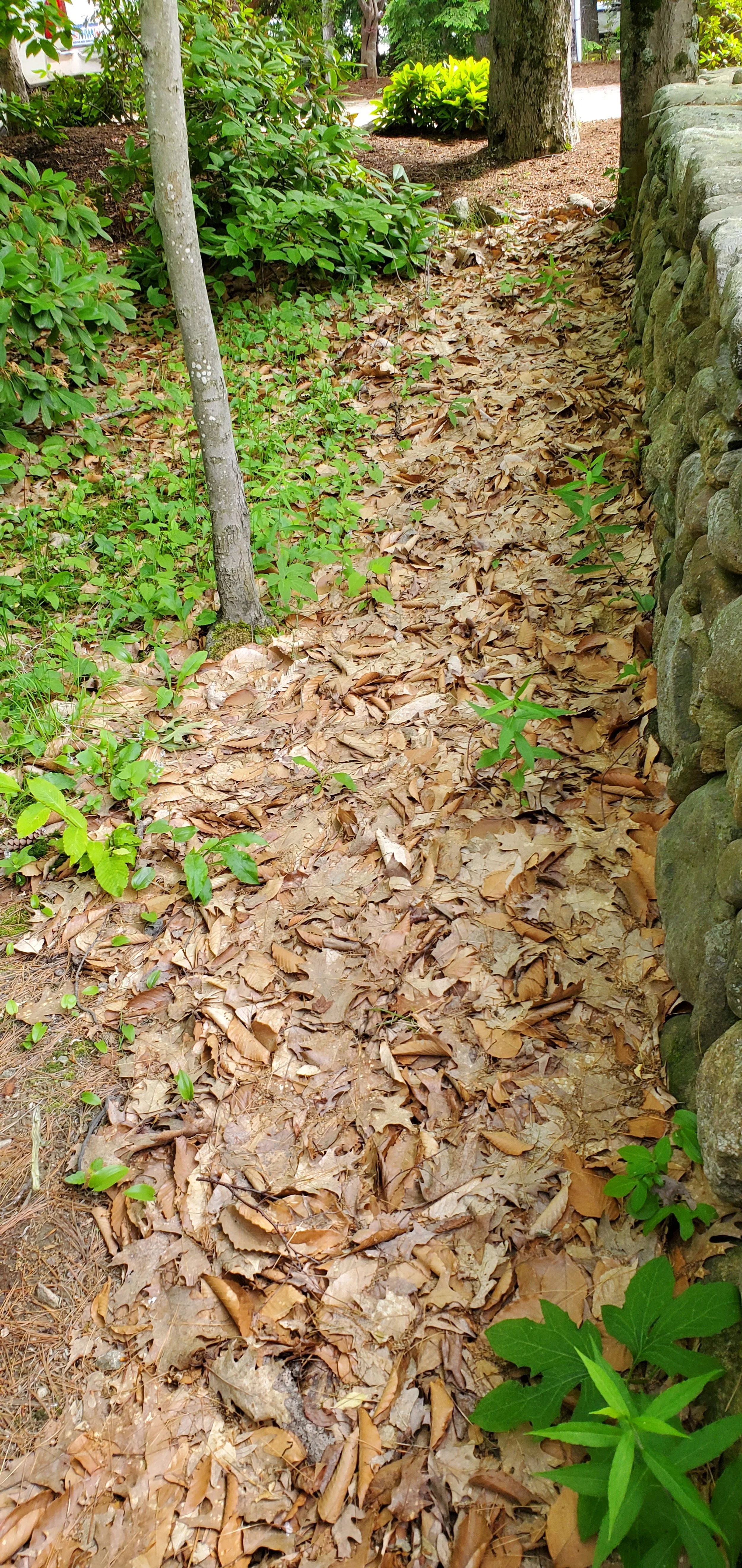 Pathway covered with dry leaves beside a stone wall and surrounded by green plants and trees.