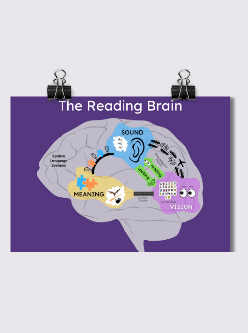 The Reading Brain Poster PDF | Root Literacy Design
