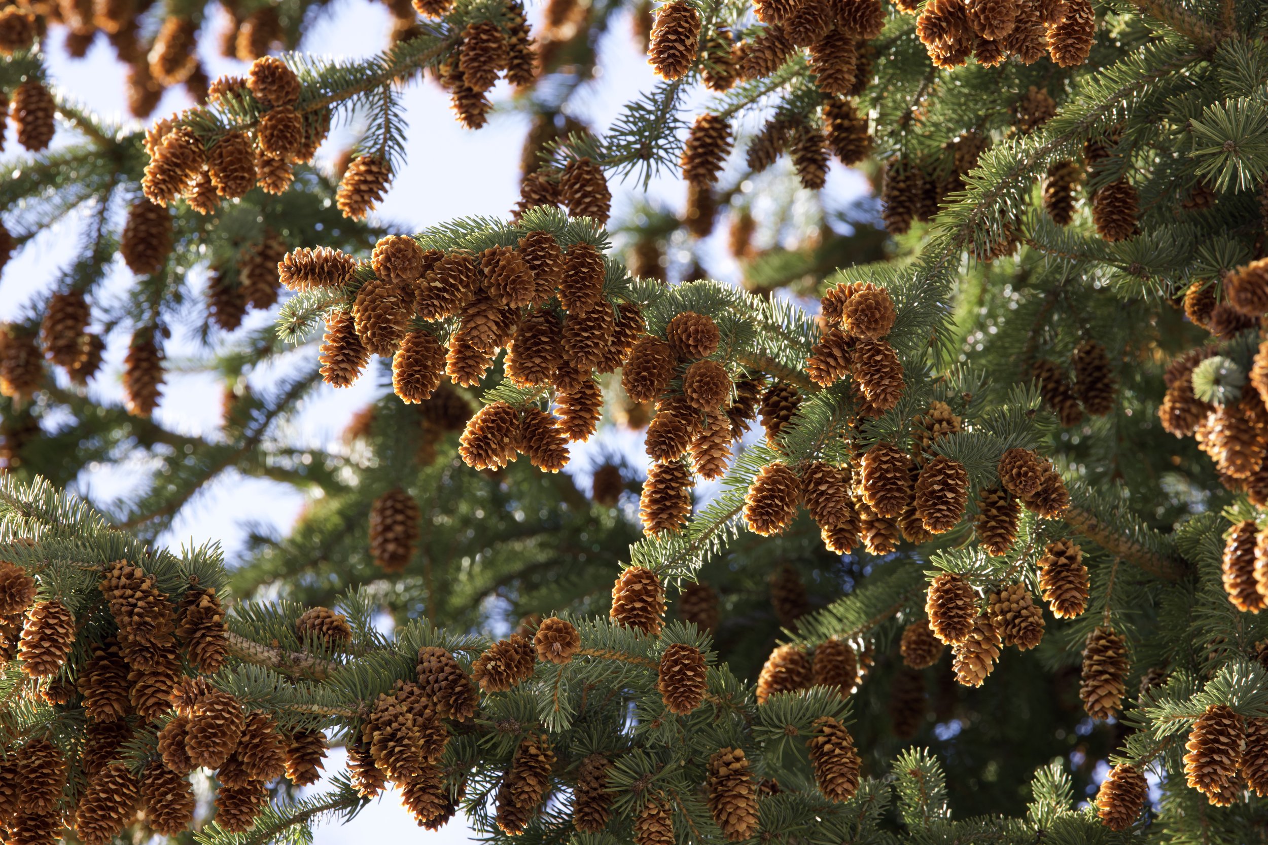 Pinecones, Vail, Spring 2024