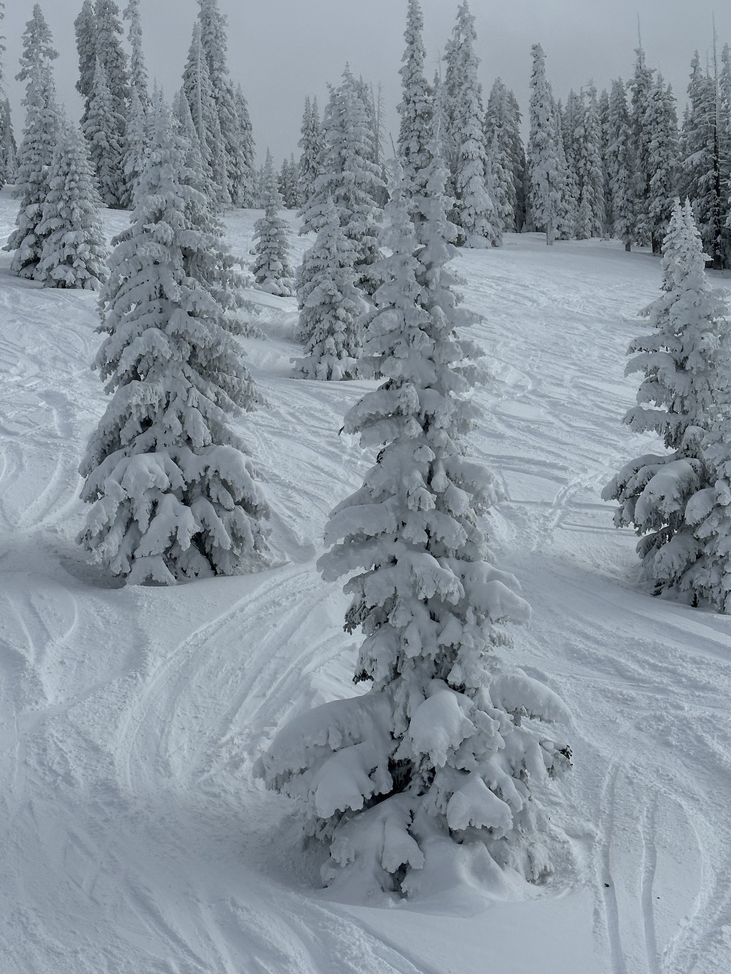 Vail Trees, Winter 2024
