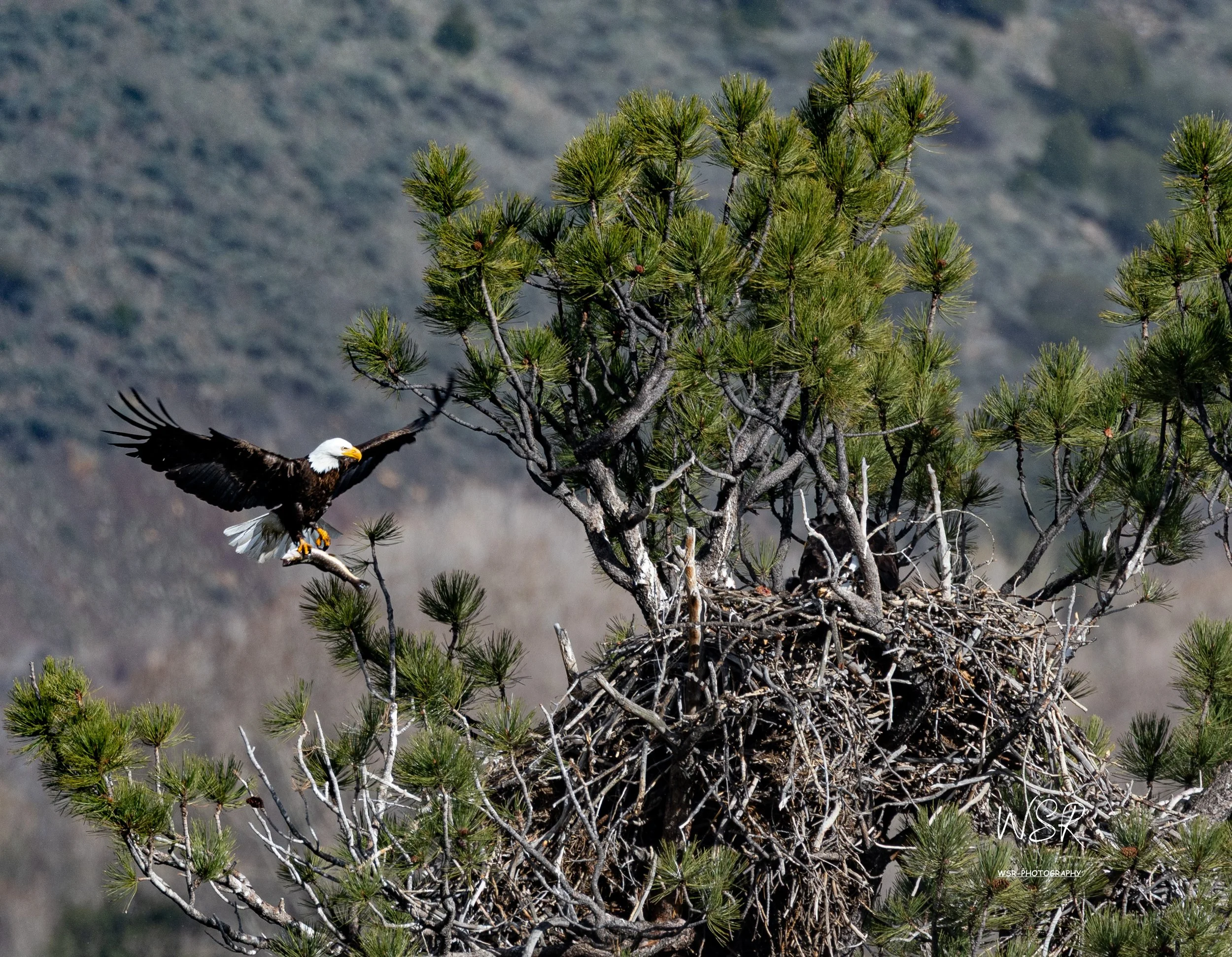 Eagle brining in dinner to the nest, May 2025