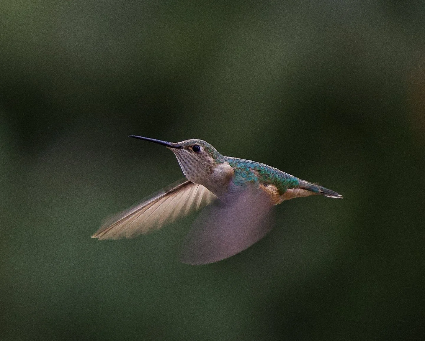 Hummingbird in Flight, Summer 2024