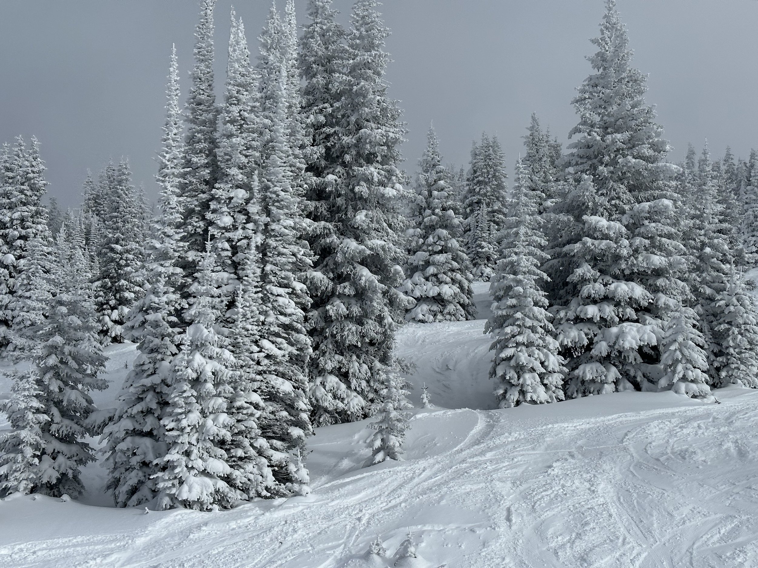 Vail Trees, Winter 2024