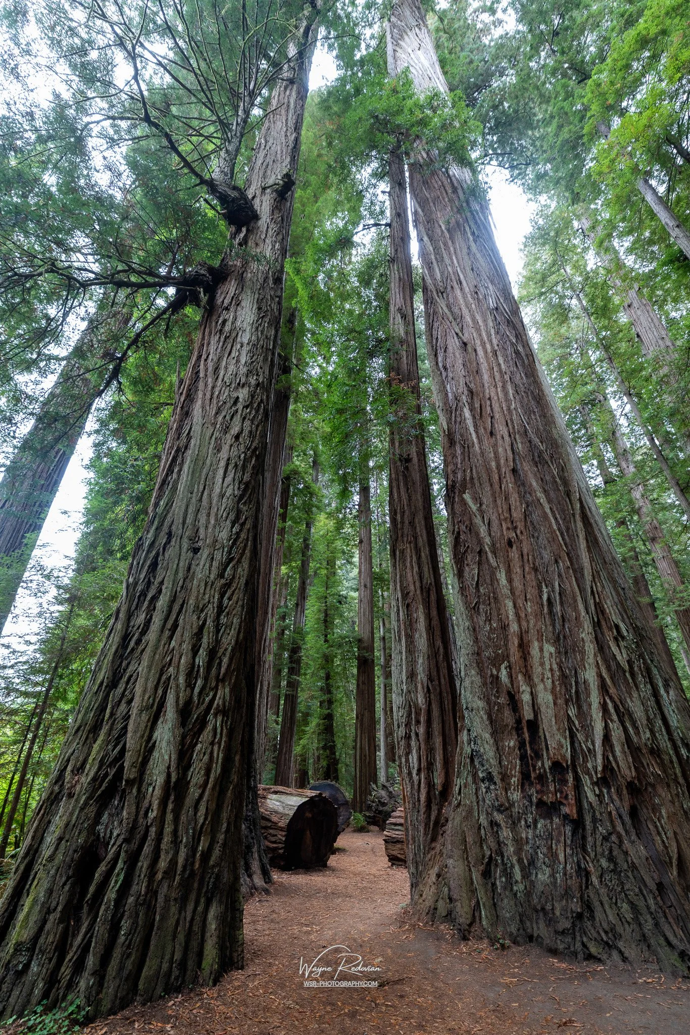 Redwood National & State Parks, Fall 2025