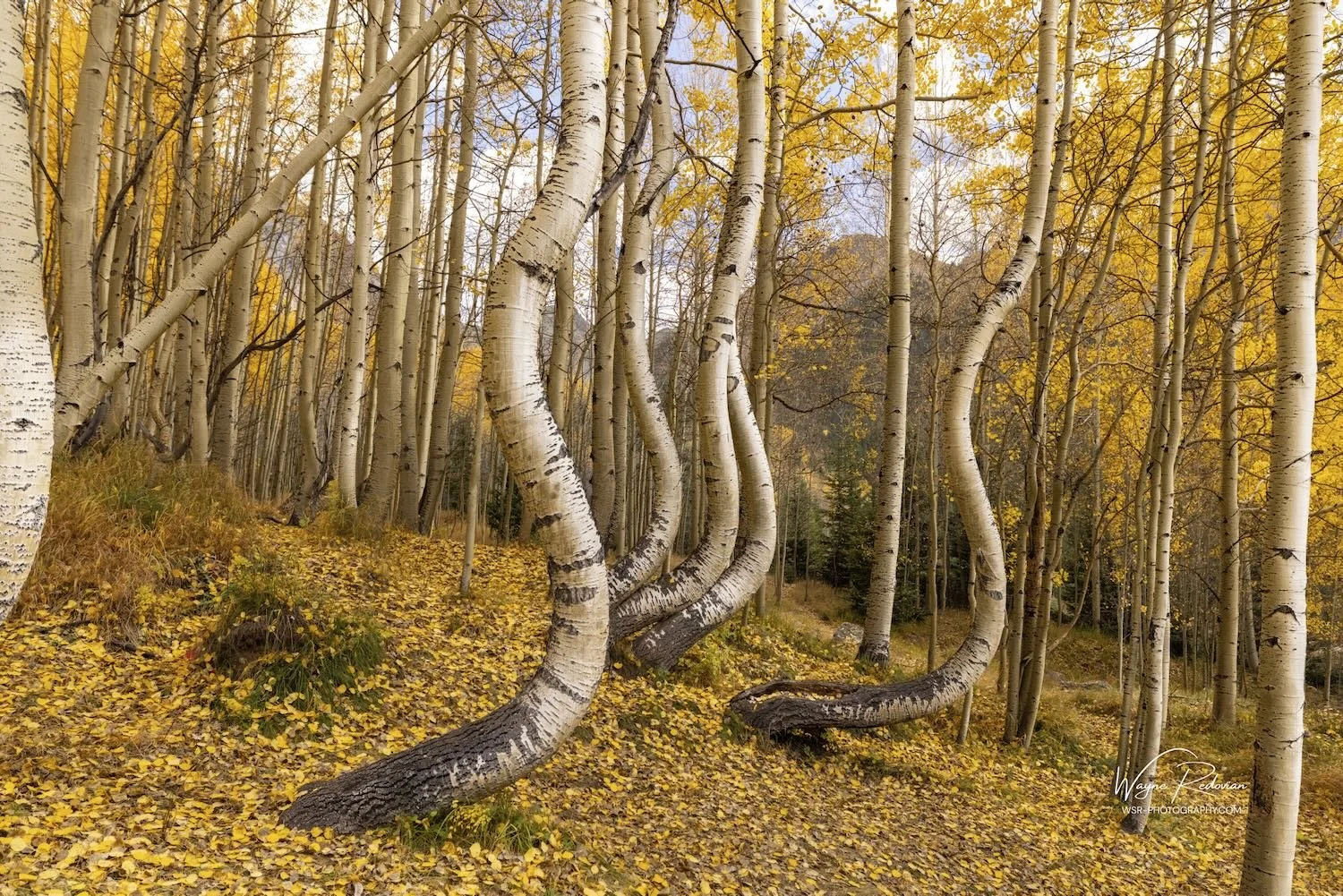 Dancing Aspen2.jpeg