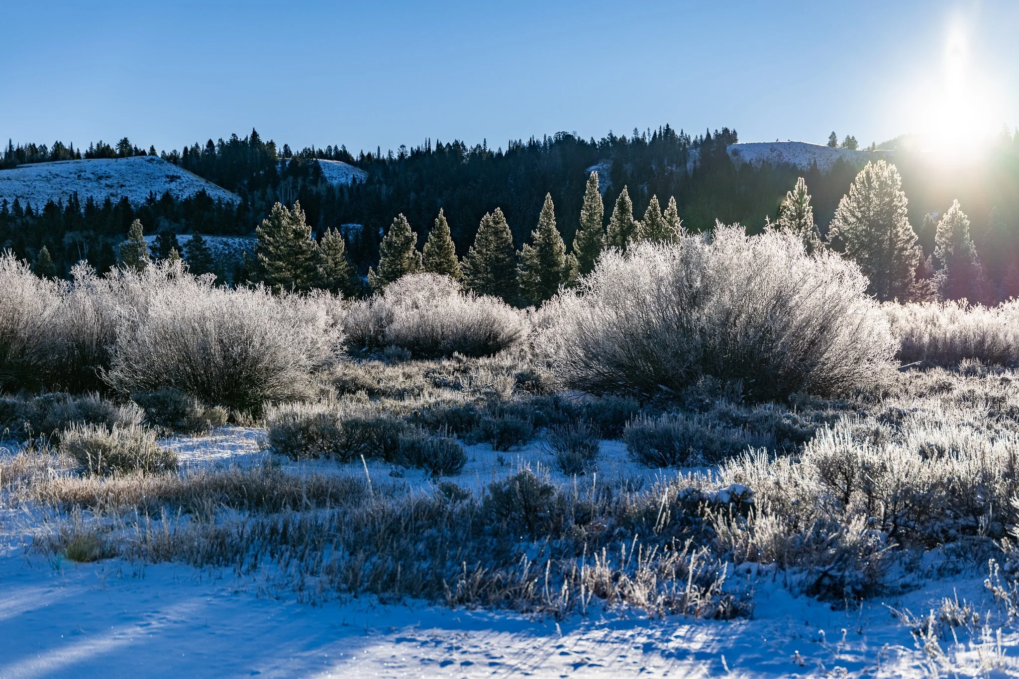Frosty Morning, Grand Teton National Park