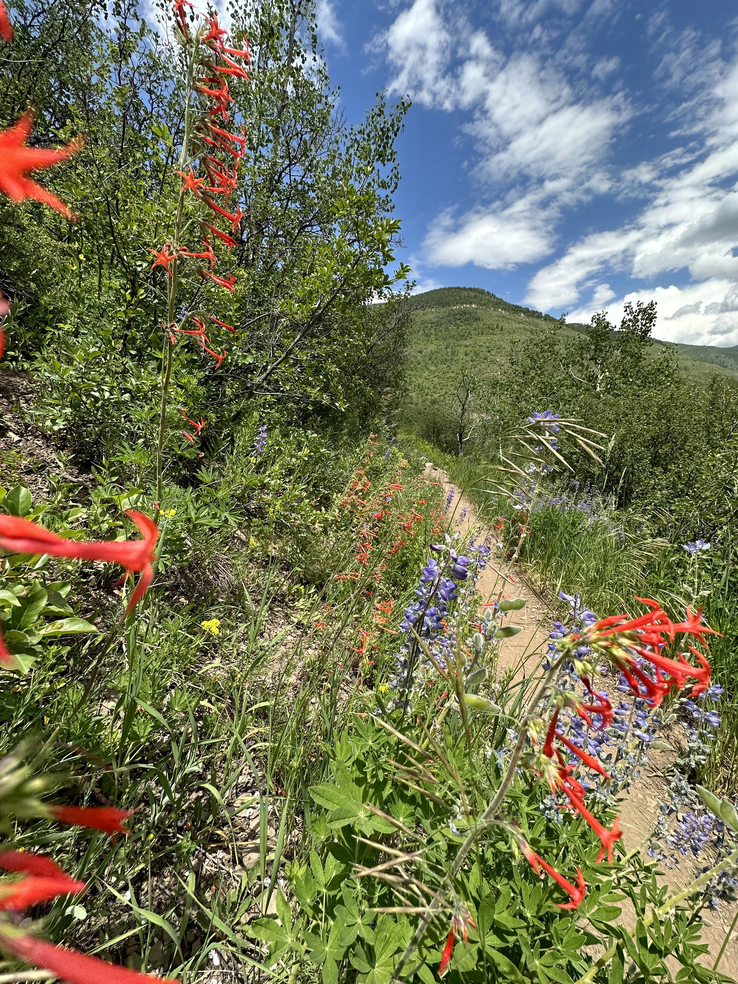 Scarlett Trumpet, Vail, Summer 2023