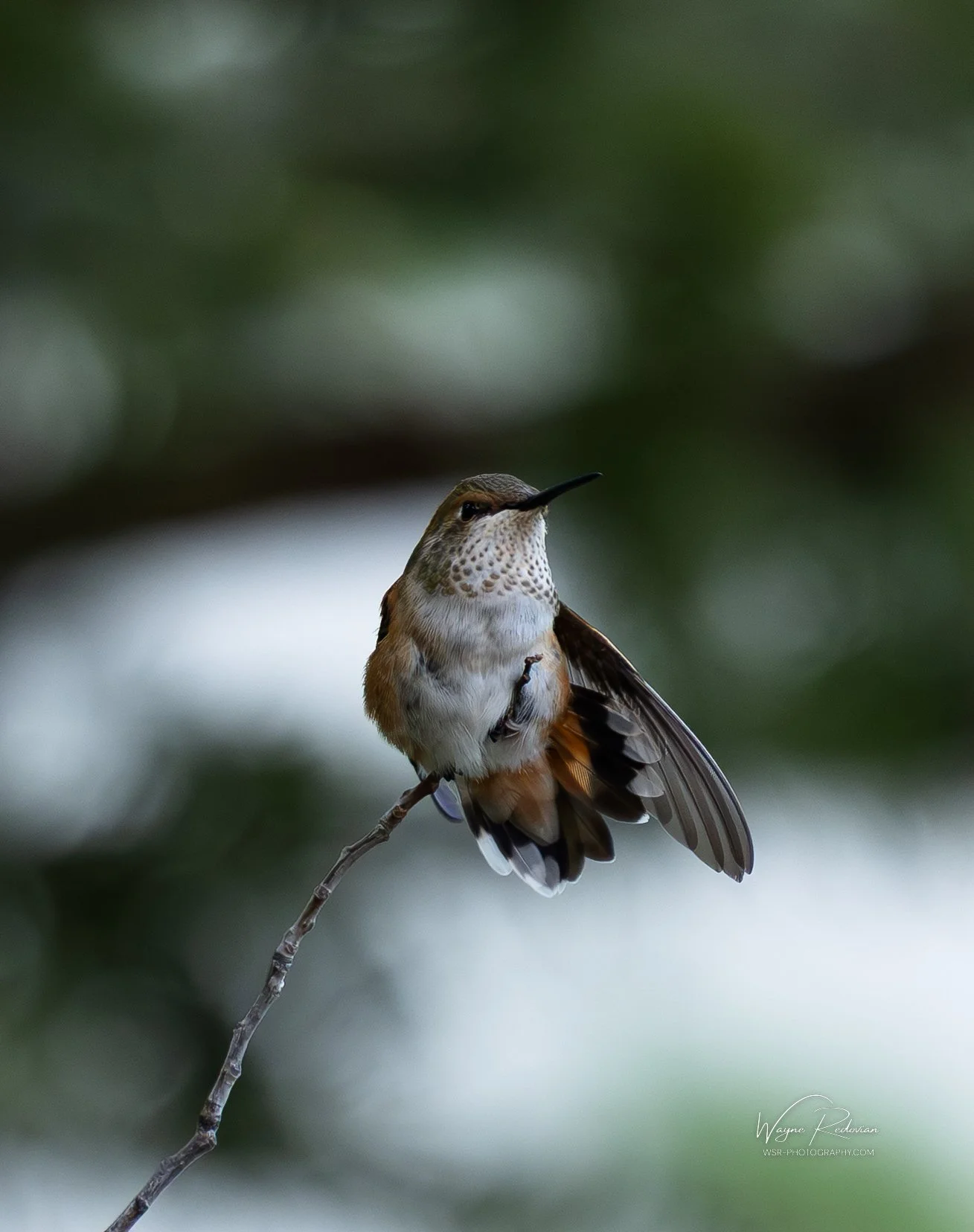 Hummingbird, Summer 2025