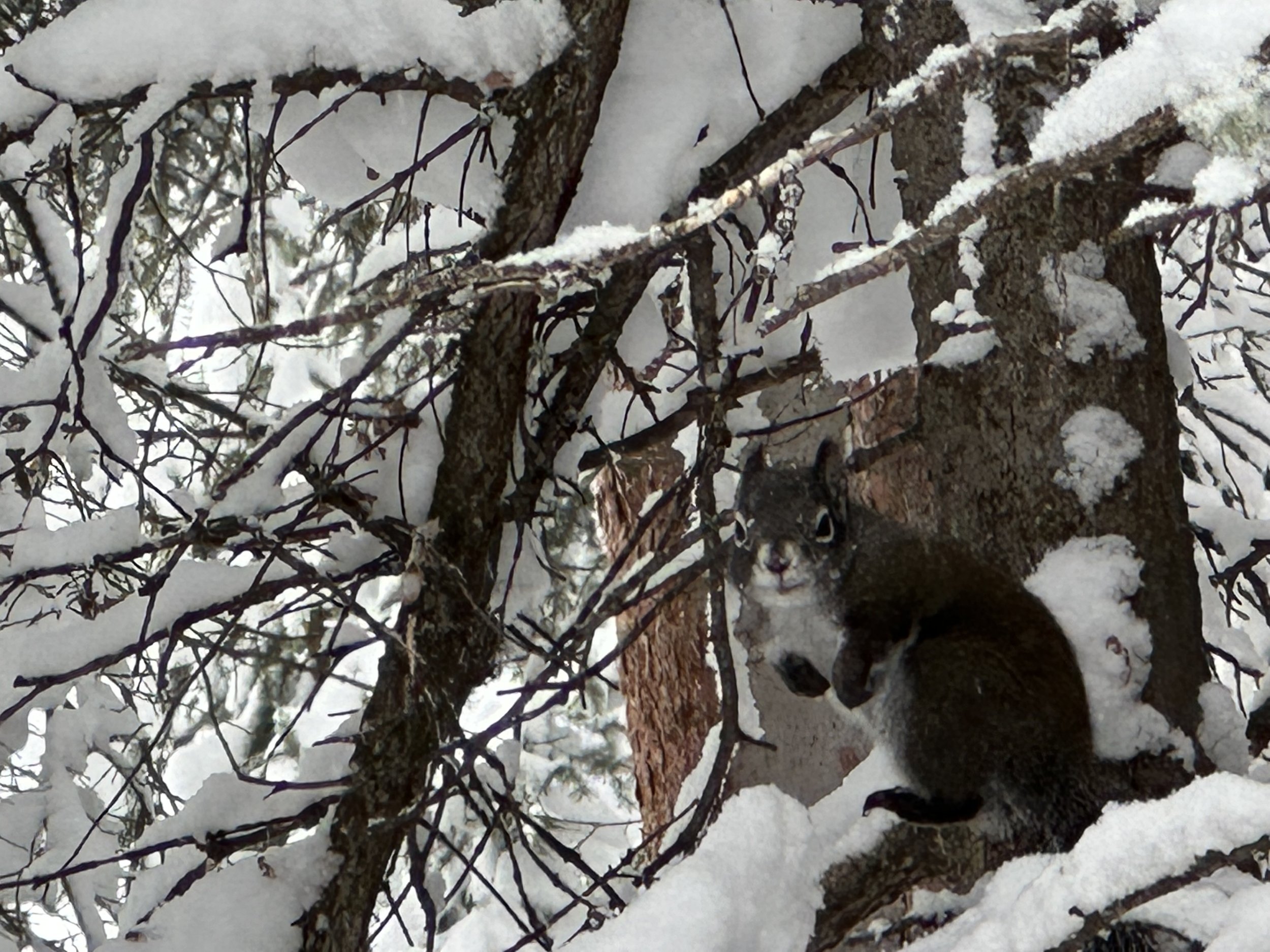 Vail Trees, Winter 2023