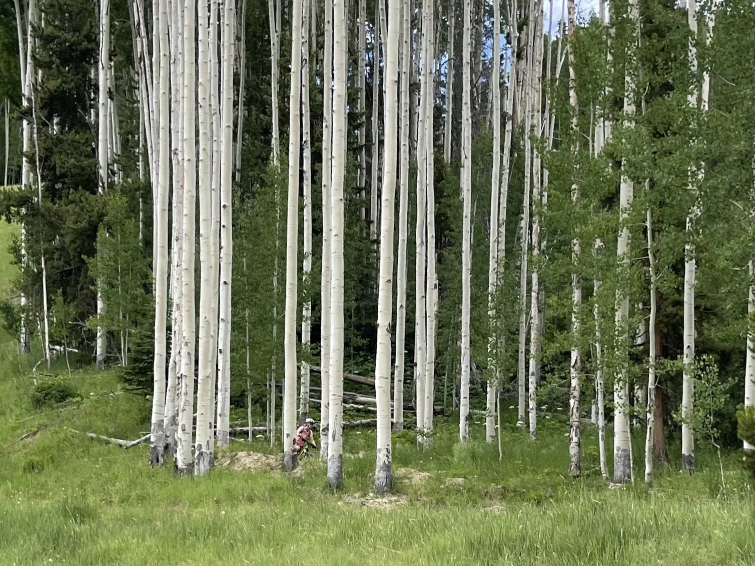 Aspens, Vail, Summer 2023