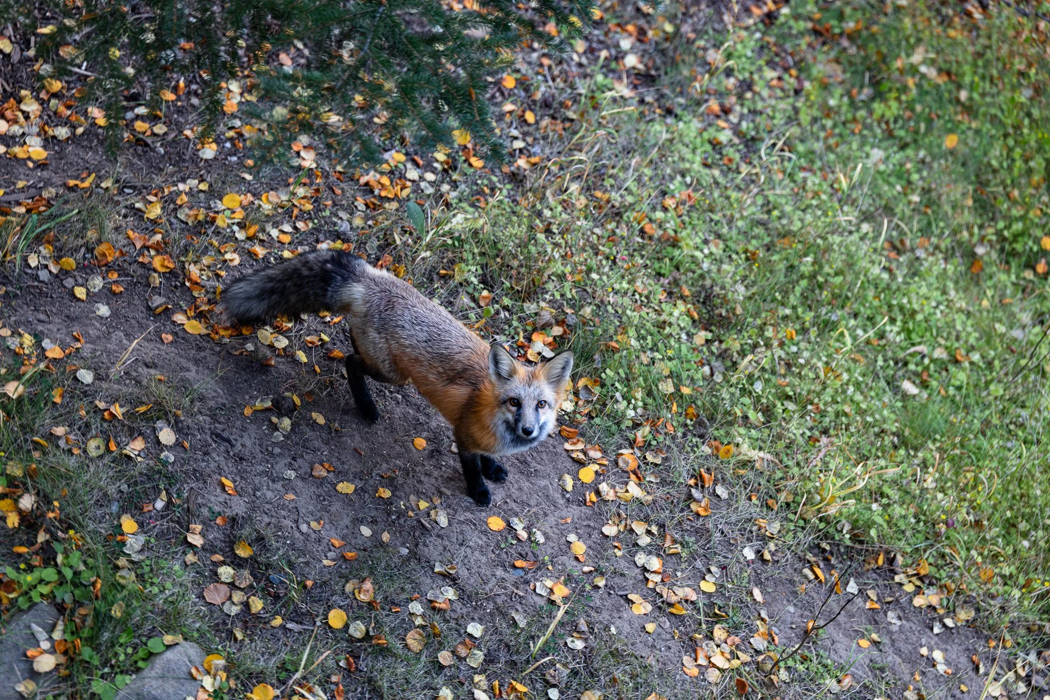 Fall Fox, Vail, Fall 2024