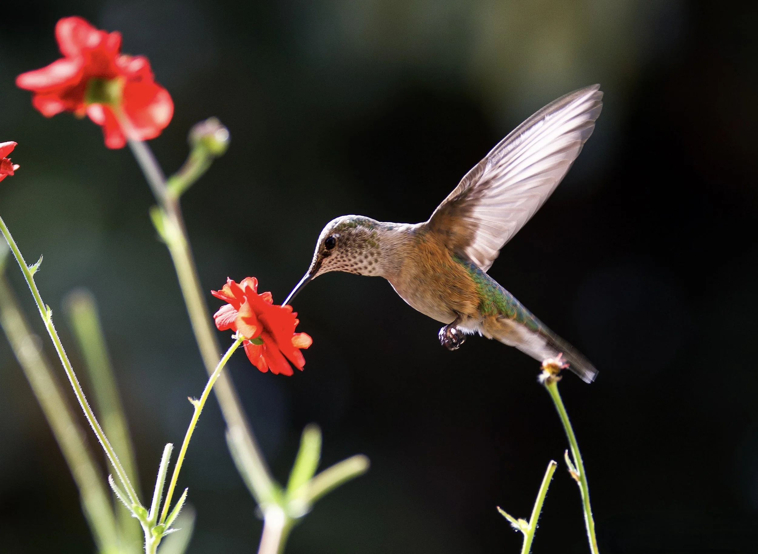 Hummingbird, Summer, 2024