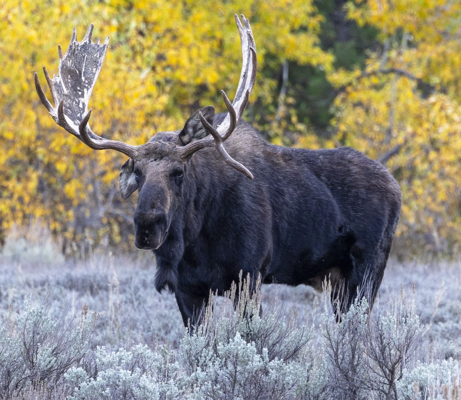 Hoback - King of the Tetons