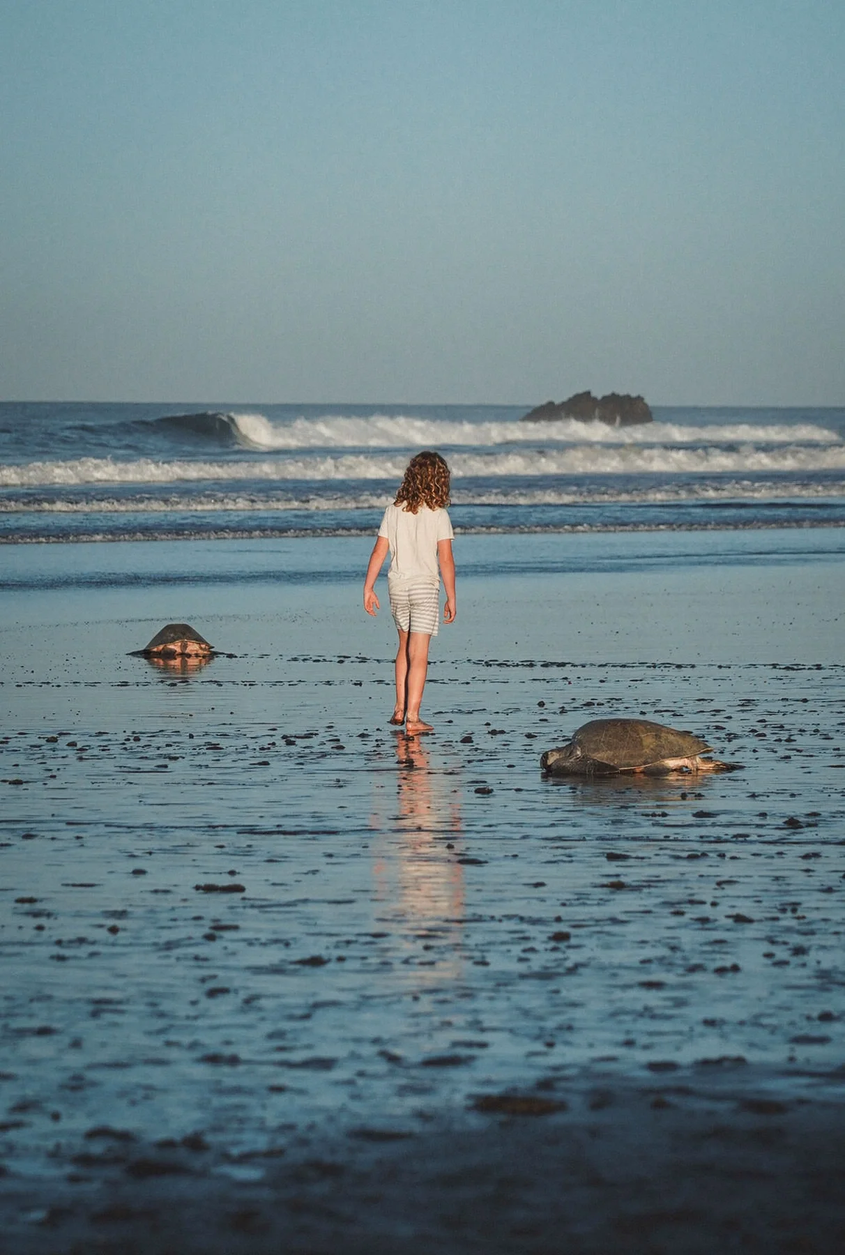 A young girl with curly hair walking on wet sand at the beach, near two resting sea turtles, with waves and a rock formation in the background.